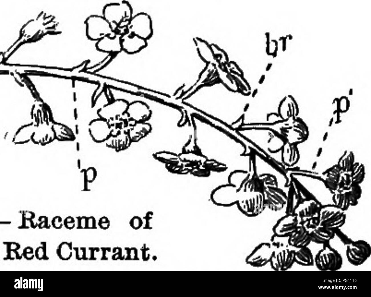 . Foundations of botany. Botany; Botany. F&quot; Fig. 128.—Axillary and Solitary Flowers of Pimpernel.. Fio. 129. — Eaoeme of Common Bed Currant. p, peduncle; p', pedicel; br, bract. flowers. Since there is no definite limit to the number of flowers which may appear in this way, the mode of flowering just described (with many others of the same general character) is known as indeterminate inflorescence. 186. Please note that these images are extracted from scanned page images that may have been digitally enhanced for readability - coloration and appearance of these illustrations may not perfec Stock Photo