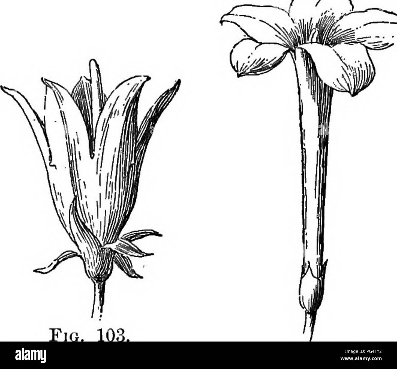 Bell shaped corolla hires stock photography and images Alamy