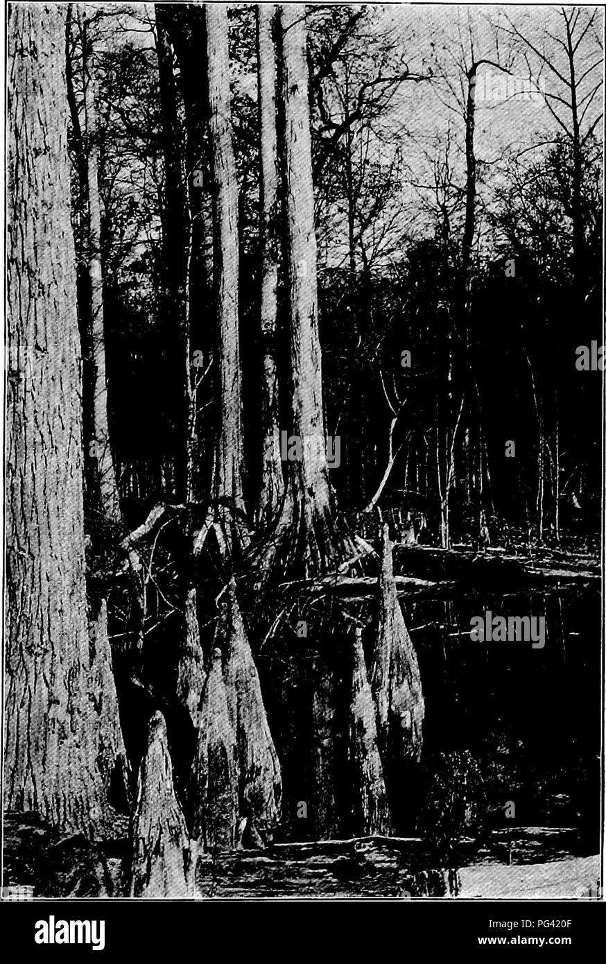 . Essentials of botany. Botany; Botany. Photograph f'urni!sln.'(] by thu Ficlil Musciini ui Natm-al llistury. Plate VIII. A Cypress Swamp.. Please note that these images are extracted from scanned page images that may have been digitally enhanced for readability - coloration and appearance of these illustrations may not perfectly resemble the original work.. Bergen, Joseph Y. (Joseph Young), 1851-1917. Boston, Ginn Stock Photo