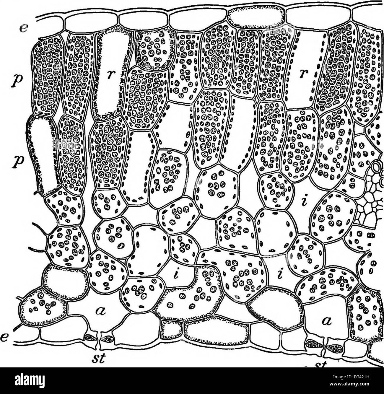 . Essentials of botany. Botany; Botany. 128 ESSENTIALS OF BOTANY 151. Stomata. — A stoma is a microscopic pore or slit in the epidermis. It is bounded and opened and shut by guard-cells (Fig. 94, g), usually two in number. These. Fig Vertical Section of the Leaf of the Beet. - St (Much magnified.) e, epidermis; p, palisade-cells (and similar elongated cells); r, cells filled with red cell-sap; i, intercellular spaces; o, air spaces communicating with the stomata; st, stomata, or breathing pores. are generally somewhat kidney-shaped and become more or less curved as they are fuller or less full Stock Photo
