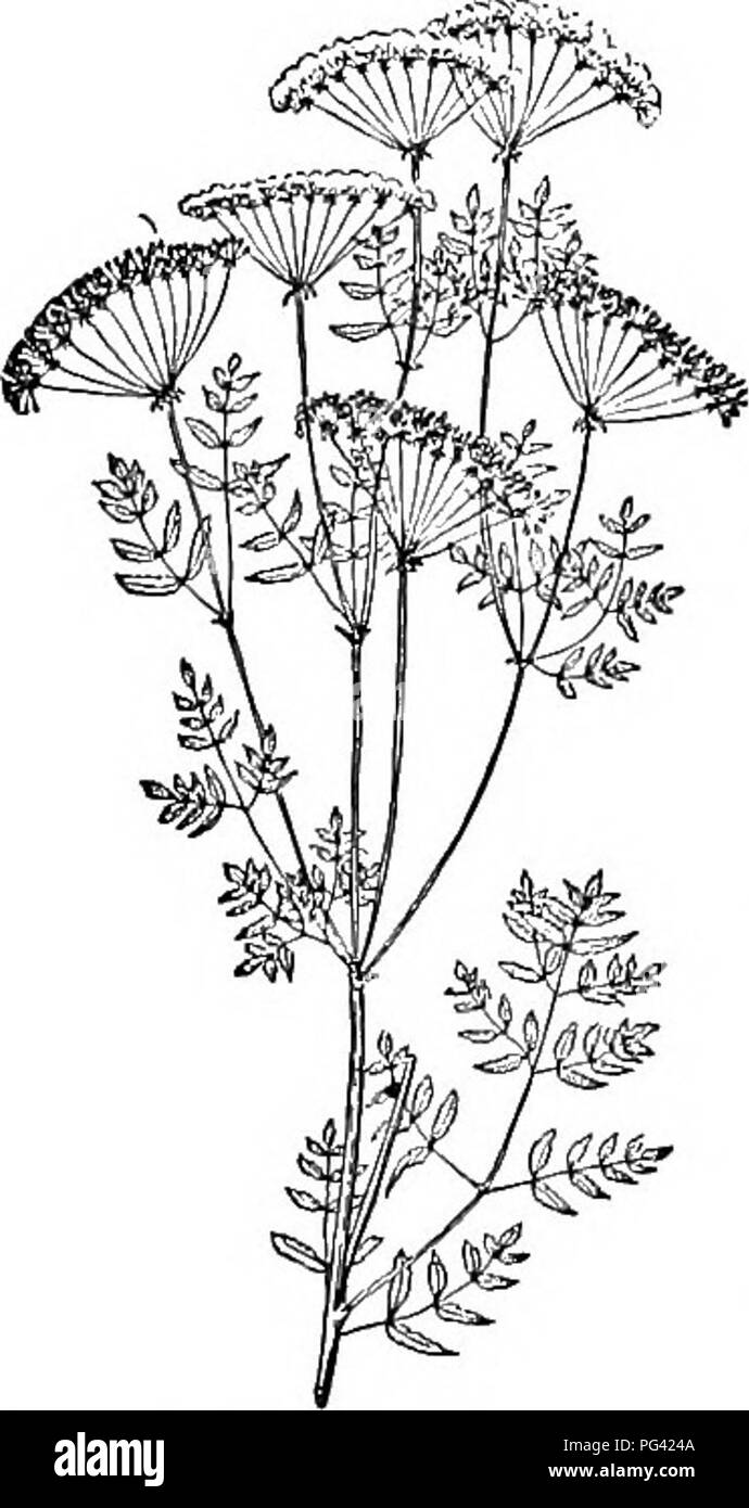 . Nature study and life. Nature study. no NATURE STUDY AND LIFE without