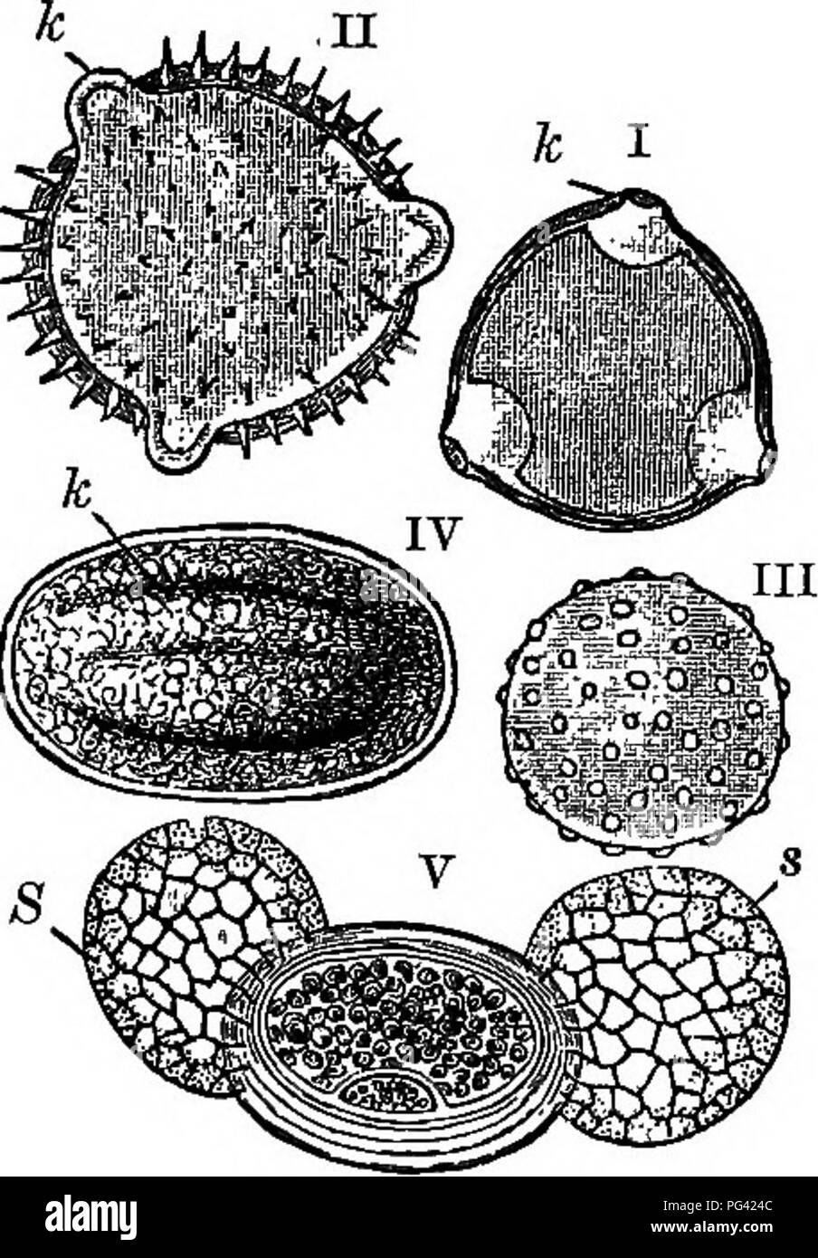 . Elements of botany. Botany; Botany. TETJE NATURE OP PLOKAL ORGANS. 155 charged and how it is carried from flower to flower. The commonest method is to have the anther-cells split length- wise, as in Fig. 138, I. A few anthers open by trap-doors like valves, as in II, and a larger number by little holes at the top, as in III. The pollen, in many plants with inconspicuous flowers, as the evergreen cone-bearing trees, the grasses, rushes, and sedges, is a fine, dry powder. In plants with showy flowers it is often somewhat sticky or pasty. The forms of pollen- grains are extremely various. That  Stock Photo