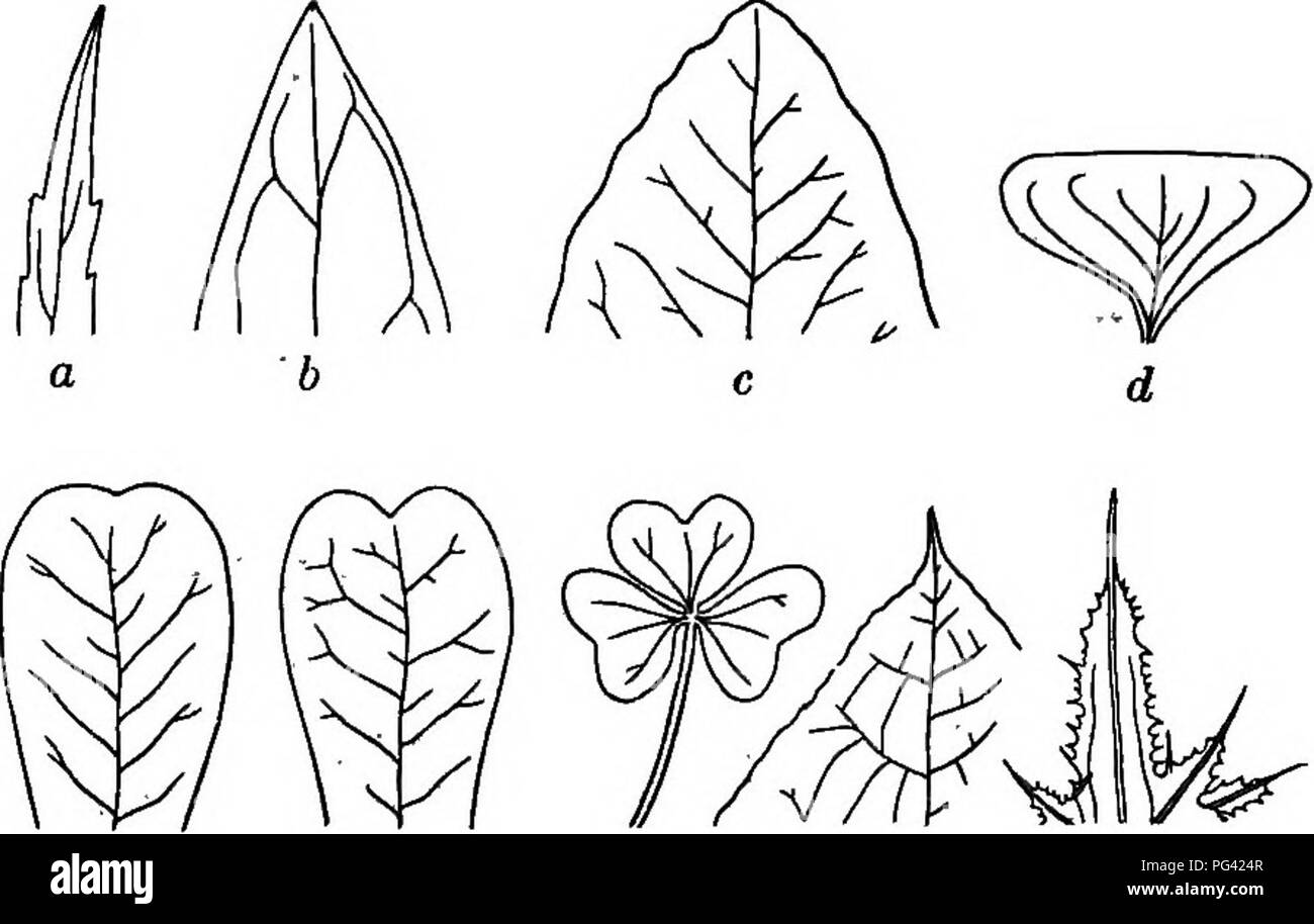 . Foundations of botany. Botany; Botany. Fig. 88. — General Outline of Leaves. a, linear; b, lanceolate; c, wedge-aliaped; d, spatulate; e, ovate; /, ol)oyate ; g, kidney-sliaped; h, orbicular ; i, elliptical.. « f g hi Fig. 89.—Tips of Leaves. a, acuminate or taper-pointed; b, acute; c, obtuse; d, truncate; e, retuse; /, emarginate or notched; g (end leaflet)', obeordate ; h, cuspidate, —the point sharp and rigid; i, mucronate,—the point merely a prolongation of the midrib.. Please note that these images are extracted from scanned page images that may have been digitally enhanced for readabil Stock Photo