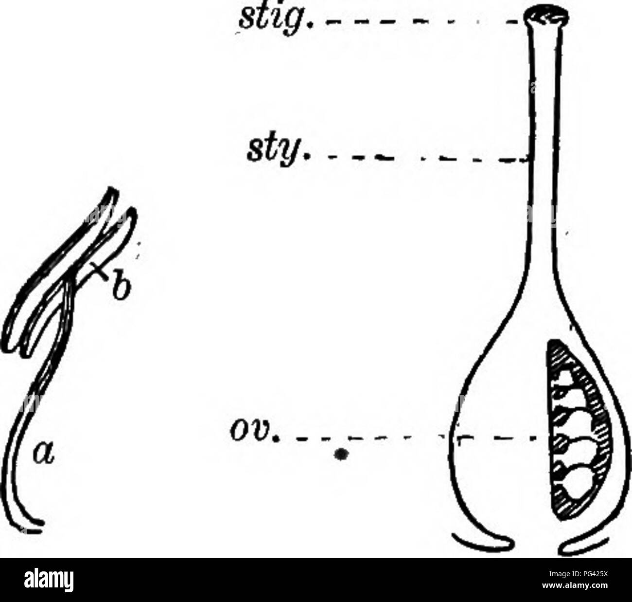 Elements of botany. Botany; Botany. Fig. 125.âTabu- FiG. 127.âParts lar  Corolla, from Fig. 126. â Labiate of a Stamen. Head of Baclie- or E-ingent  Corolla a, filament; h, lor's Button. of
