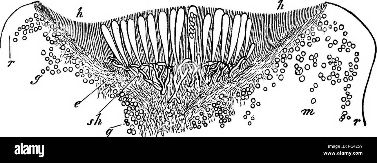 . Comparative morphology and biology of the fungi, mycetozoa and bacteria . Plant morphology; Fungi; Myxomycetes; Bacteriology. 190 DIVISION II.—COURSE OF DEVELOPMENT OF FUNGI. the special literature. The most important and most general phenomenon of intetcalary growth in the surface of the hymenium consists in the introduction of new asci already mentioned, which goes on for a long time at all points. This is the cause of the long continued superficial growth of many hymenia. Some smaller disk-shaped apothecia, those for example of Ascobohis and Fyro- nema, show no marginal progressive growth Stock Photo