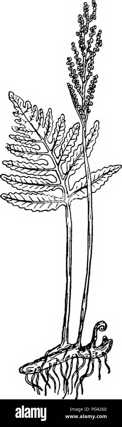 . Botany for agricultural students . Botany. Fig. 382. — A portion of a leaf of the Interrupted Fern {Osmunda Claytonia), showing a pair of vegetative leaflets above and below and between them two pairs of spore-bearing leaflets.. Fig. 383. — The Sensitive Fern (Onoclea sensibilis), showing a vegetative frond at the left and a spore-bear- ing frond at the right. of considerable significance because it is characteristic of Seed Plants. Gametophyte. — When the spores are shed and fall in moist places, the protoplasm breaks the spore wall and begins the de- velopment which results in the producti Stock Photo