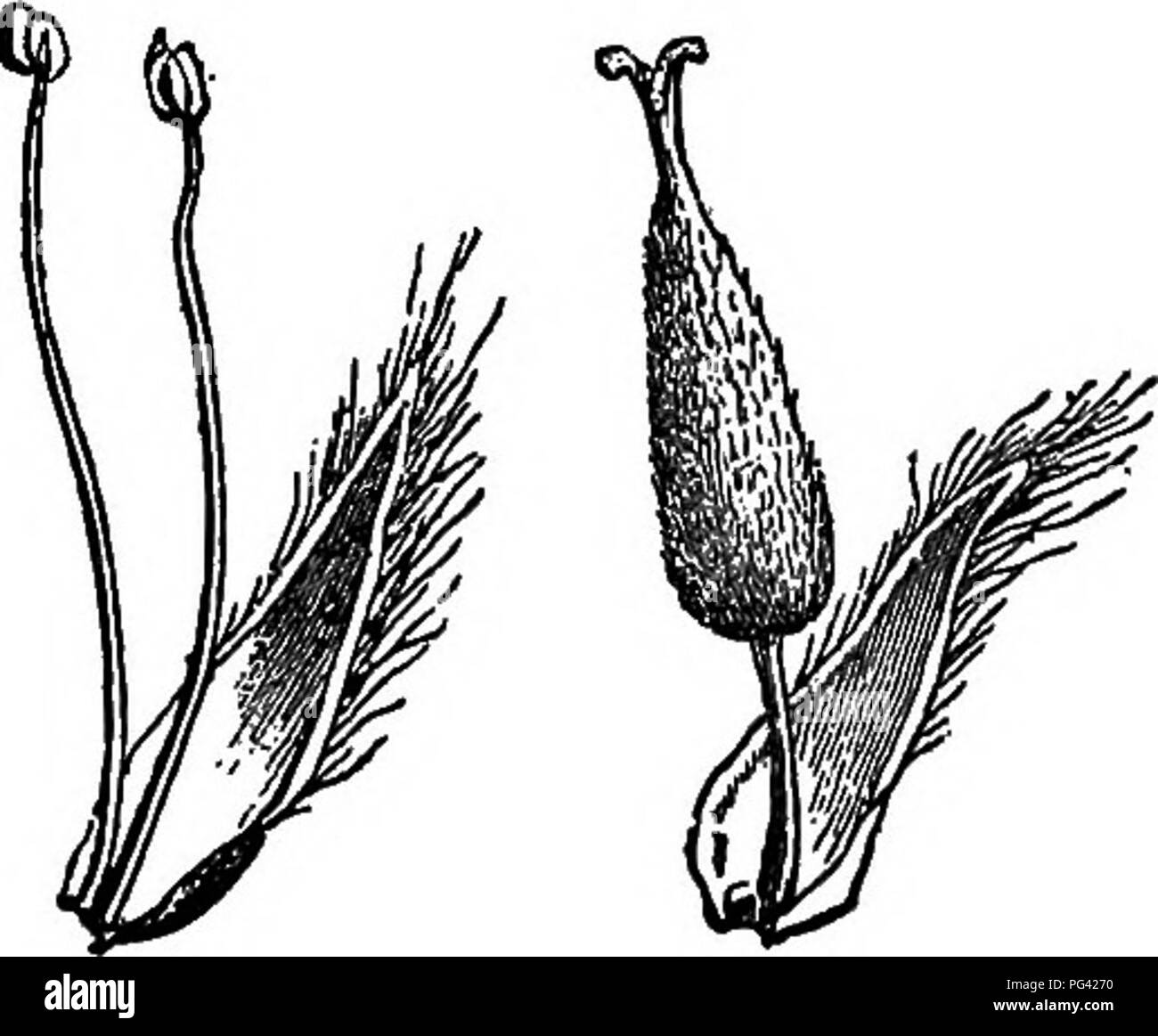 . Elements of botany. Botany; Botany. 146 ELEMENTS OF BOTANY. 180. Union of Similar Parts of the Perianth. — The sepals may join or cohere to form a calyx which is more or less entirely united into one piece, as in Figs. 115, 117. In this case the calyx is said to be gamosepalous, that is, of-wedded- sepals. In the same way the corolla is frequently gamo- petalous, as in Figs. 122, 123. Special names are given to a large number of forms of the gamosepalous corolla, and these names are of great use in accurately describing plants; only a few of these names are here given, in connection with the Stock Photo