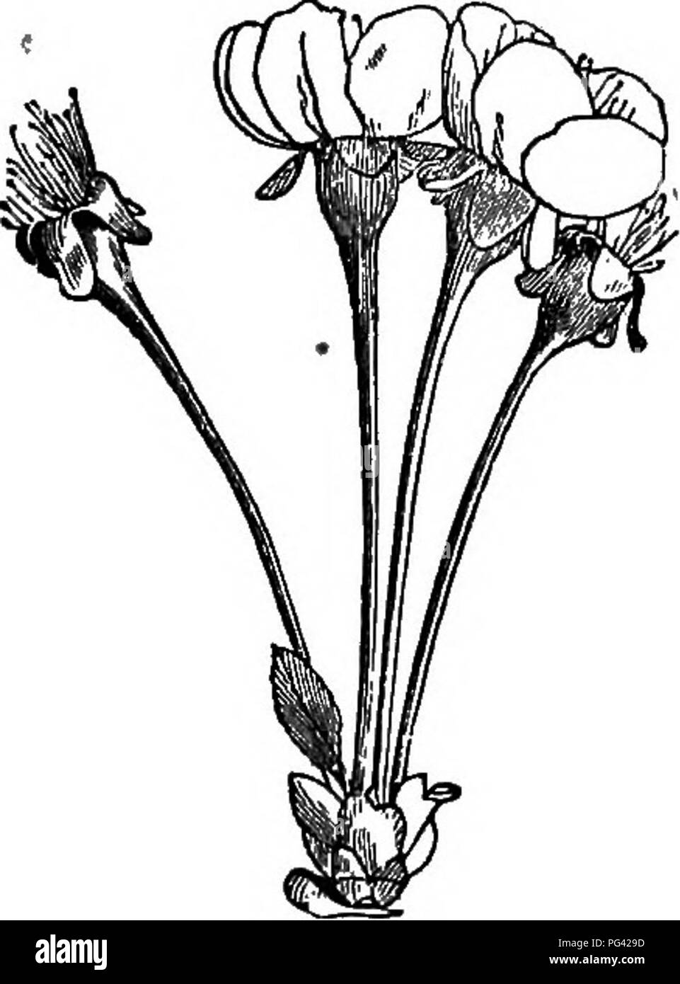 . Elements of botany. Botany; Botany. 132 ELEMENTS OF BOTANY. The Raceme and Belated Forms. â If the leaves along the stem â were to become very much dwarfed and the flowers brought closer together, as they frequently are, a kind of flower-cluster like that of the currant (Fig. 105) or the lily of the valley would result. Such an inflorescence is called a raceme; the main flower stalk is known as the peduncle ; the little individual flower stalks are pedicels, and the small, more or less scale-like leaves of the peduncle are hucts} Frequently the lower pedicels of a cluster on the general plan Stock Photo