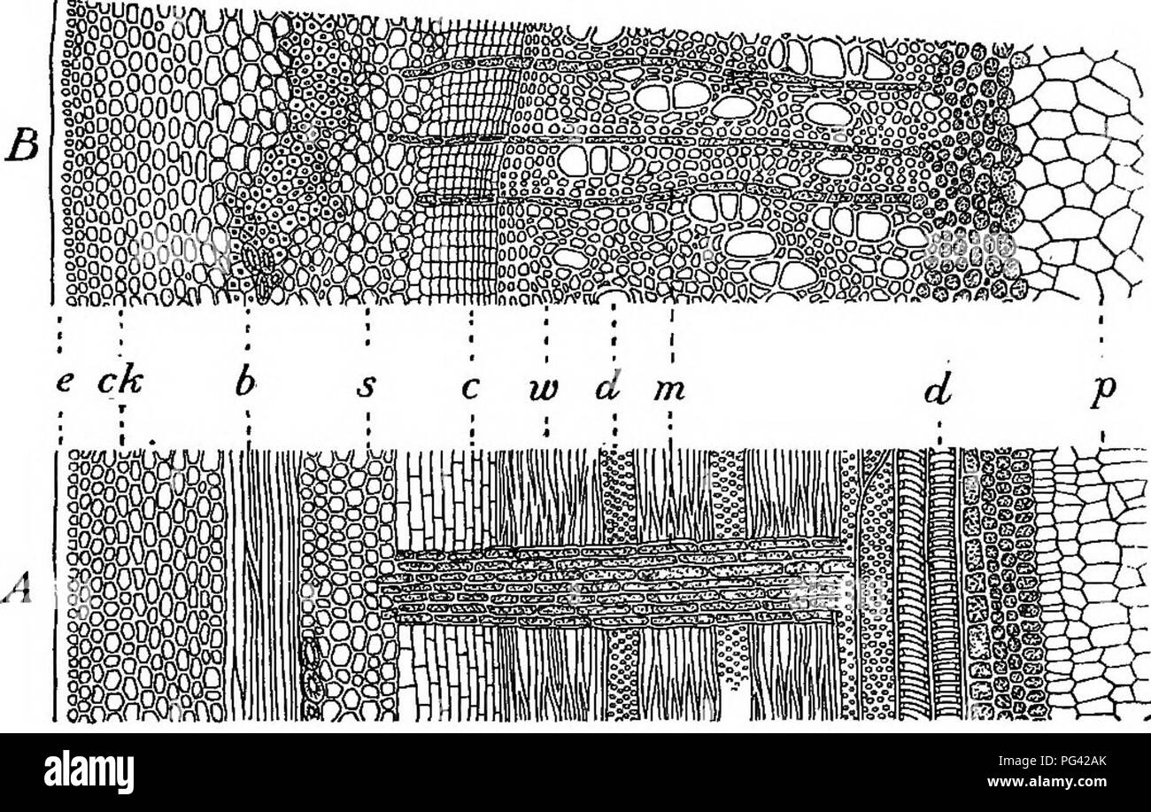 . Foundations of botany. Botany; Botany. STRUCTURE OF THE STEM 89 102 ...