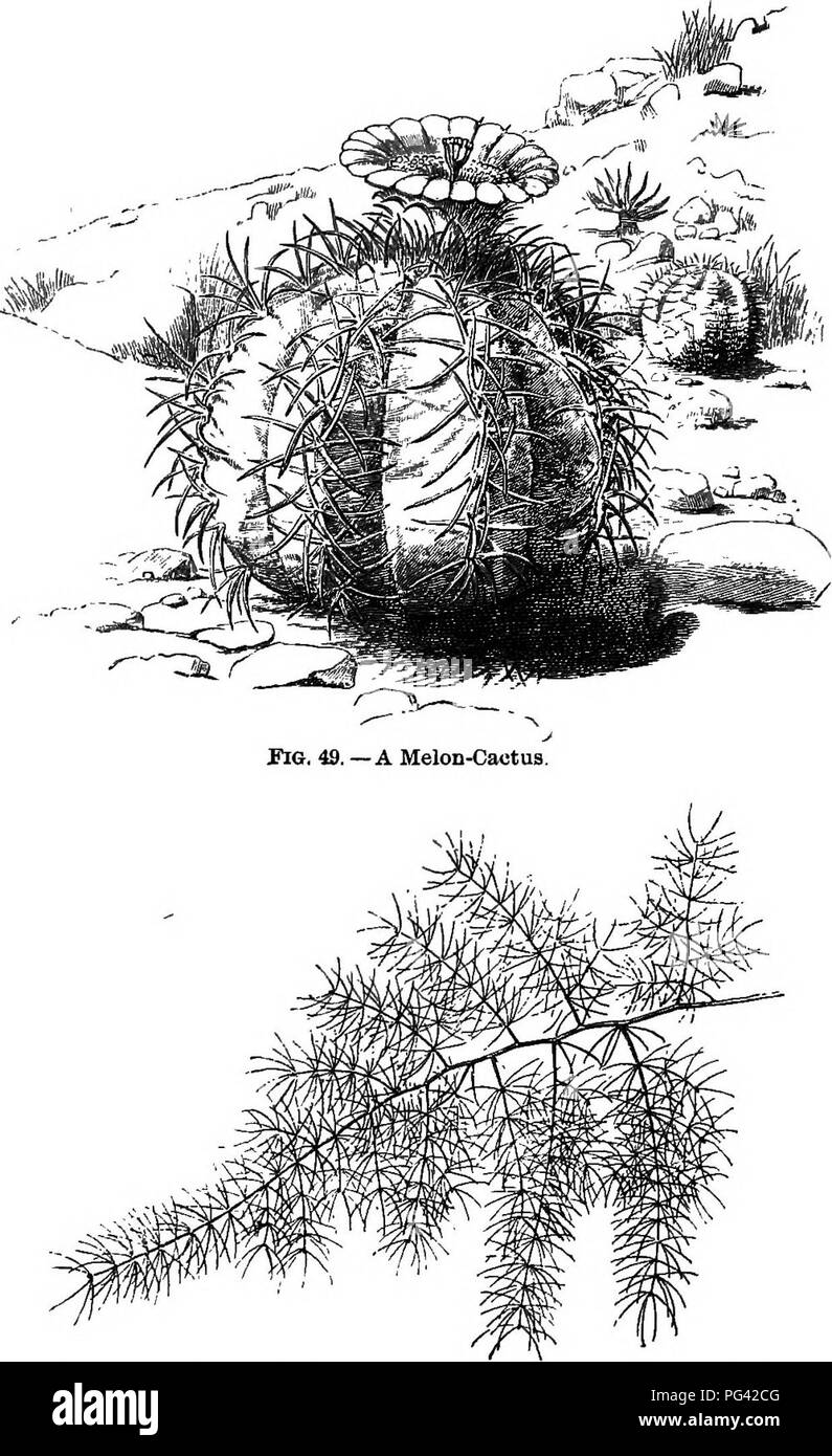 . Foundations of botany. Botany; Botany. 80 FOUNDATIONS OF BOTANY. Fig. 50. —A Spray of a. Common Asparagus (not the edible species).. Please note that these images are extracted from scanned page images that may have been digitally enhanced for readability - coloration and appearance of these illustrations may not perfectly resemble the original work.. Bergen, Joseph Y. (Joseph Young), 1851-1917; Eastwood, Alice, 1859-1953. Boston, Ginn &amp; Co. Stock Photo