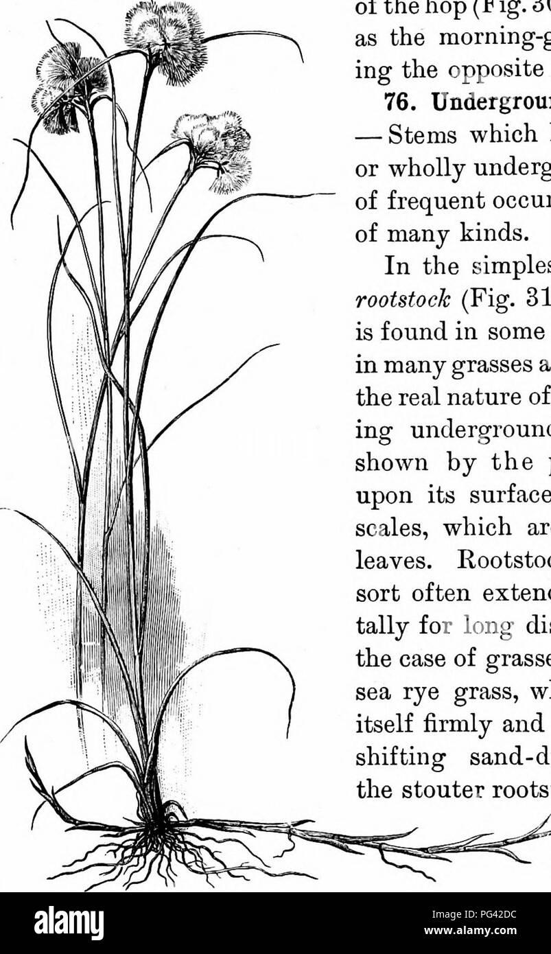 . Essentials of botany. Botany; Botany. 58 ESSENTIALS OF BOTANY of the hop (Fig. 30); others, as the morning-glory,i tak- ing the opposite course.^ 76. Underground Stems. — Stems which lie mainly or wholly undergrotind are of frequent occurrence and of many kinds. In the simplest form of rootstock (Fig. 31), such as is found in some j^nts and in many grasses and sedges, the real nature of the creep- ing underground stem is shown by the presence upon its surface of many scales, which are reduced leaves. Rootstocks of this sort often extend horizon- tally for long distances in the case of grasse Stock Photo