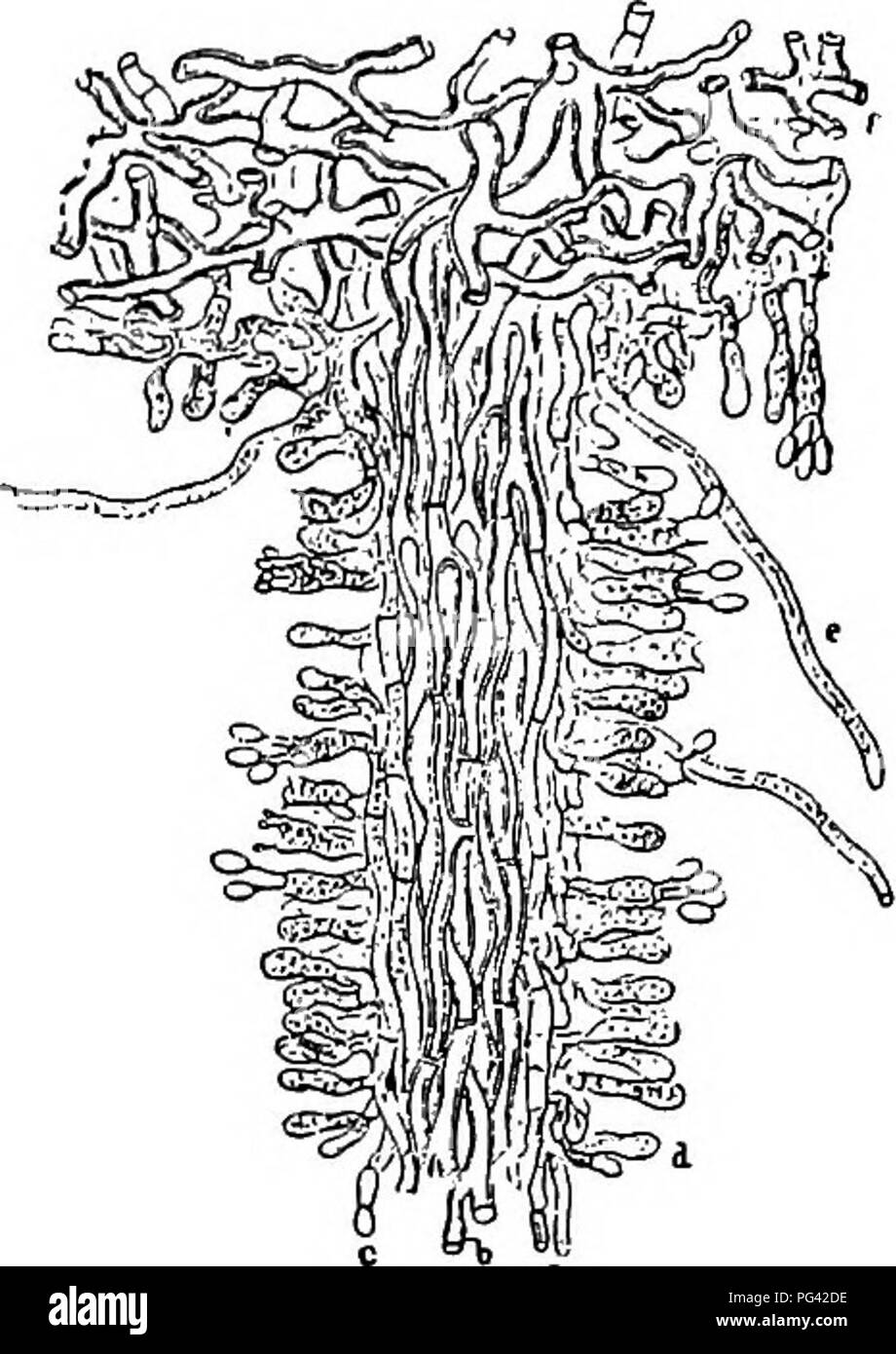 . Diseases of plants induced by cryptogamic parasites : introduction to the study of pathogenic Fungi, slime-Fungi, bacteria, &amp; Algae . Plant diseases; Parasitic plants; Fungi. POLYPOKUS. 439 Seynes,^ three other kinds of spores are produced in addition to basidiospores. Willow, poplar, oak, sweet chest- nut, alder, ash, hazel, pear, cherry, robinia, larch, silver fir, etc., are common hosts of this parasite. Wood infested by the mycelium darkens in colour, exhibiting a red- rot. Vessels and all clefts or spaces become filled with white felted masses of mycelium. The wood, in course of des Stock Photo