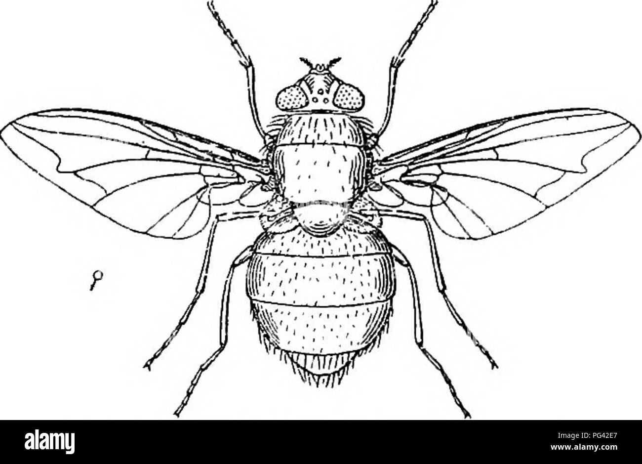 . Injurious and useful insects; an introduction to the study of economic entomology. Insects; Beneficial insects; Insect pests. THE STRUCTURE OF THE BLOW-FLY 141 the under side of the head, in which the proboscis can be folded up. Hold the fly between the finger and thumb, and while observing it with the lens, press gently on the sides of the head. The proboscis will then be protruded, owing to distension by air. Note the inflation of the basal parts, the movements of the maxillary palps, and the action of the joints. The proboscis consists of a basal part (rostrum), which represents the fore Stock Photo