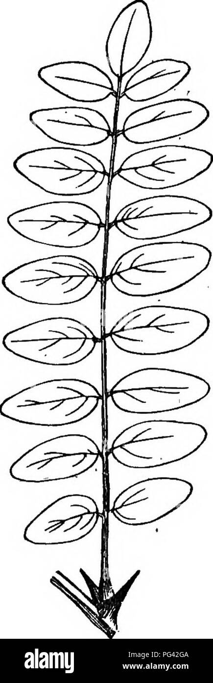 . Elements of botany. Botany; Botany. LEAVES. 93 That a compound leaf, in spite of the joints of the separate leaflets, is really only one leaf, is shown : (1) by the absence of buds in the axils of leaflets ; (2) by the arrangement of the blades of the leaflets horizontally, without any twist in their individual leafstalks ; (3) by the fact that their arrangement. Fie. 76. — Pinnately Compound Leaf of Locust, T^th Spines for Stipules. on the midrib does not follow any of the systems of leaf arrangement on the stem (§ 122). If each leaflet of a com- pound lea,f should itself become compound, t Stock Photo