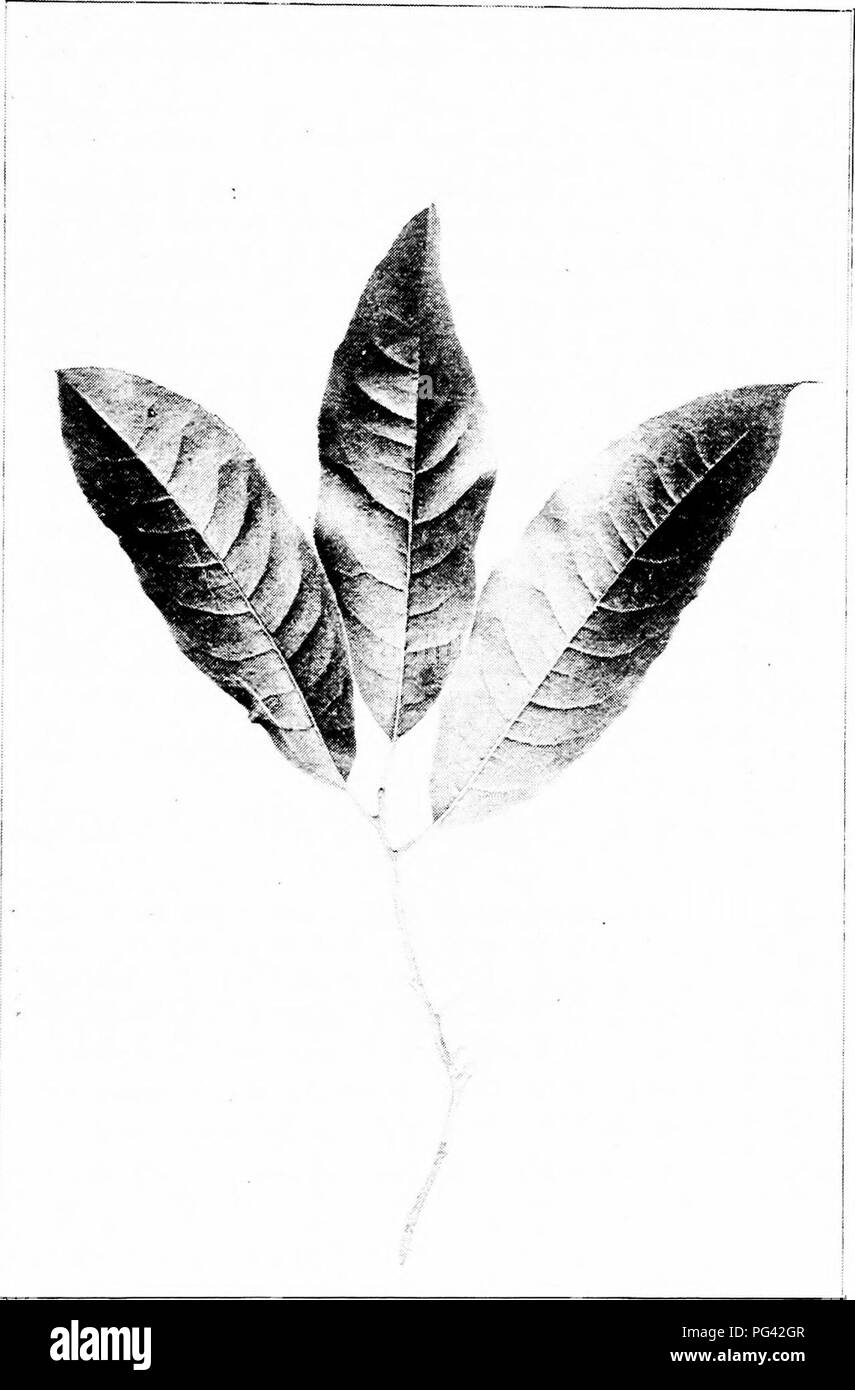 . Our native trees and how to identify them : a popular study of their habits and their peculiarities . Trees. SOURWOOD. Sourvvood, Oxydmdrum arboreum. Leaves 4' to 7' long.. Please note that these images are extracted from scanned page images that may have been digitally enhanced for readability - coloration and appearance of these illustrations may not perfectly resemble the original work.. Keeler, Harriet L. (Harriet Louise), 1846-1921. New York : C. Scribner's Sons Stock Photo