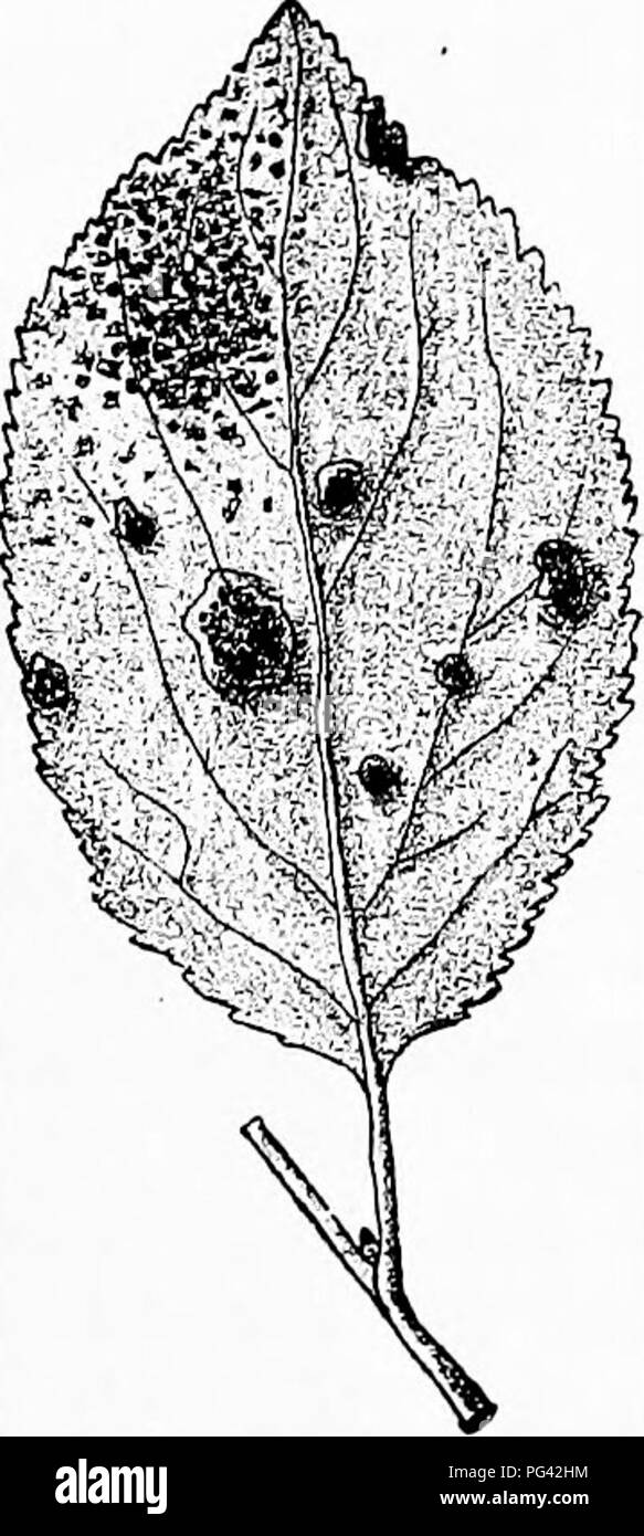 . Diseases of plants induced by cryptogamic parasites : introduction to the study of pathogenic Fungi, slime-Fungi, bacteria, &amp; Algae . Plant diseases; Parasitic plants; Fungi. NECTRIA. 189 of Breslau, Berlin, Paris, Kew, Glasnevin (Dublin), and Edinburgh. Nectria ipomoeae Hals.^ Stem-rot of egg-plant and sweet potato. In America this attacks young growing plants, and causes stem-rot. The Fusarium-stage developes as a white mouldy coating on the withered stem, and is followed later by flesh-coloured clusters of perithecia. Poly stigma. On the leaves of species of Prunus, one finds bright-c Stock Photo
