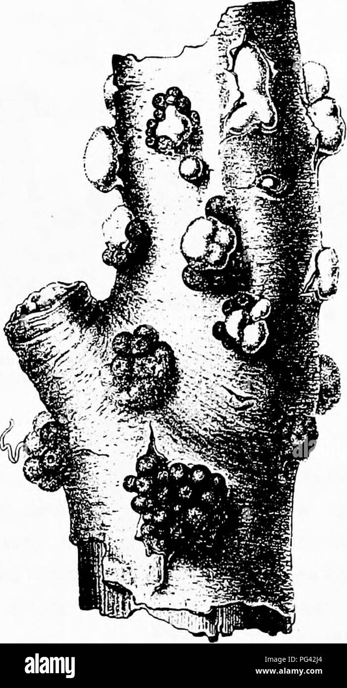 . Diseases of plants induced by cryptogamic parasites : introduction to the study of pathogenic Fungi, slime-Fungi, bacteria, &amp; Algae . Plant diseases; Parasitic plants; Fungi. Fig. 77.—Nectna cin^iabari^ia, with peri- thucia on the dead bark of a still-living stem of Elm. Infection has evidently hegun at the wound of a cut branch near the middle, and extended outwards, (v. Tubeuf phot.) Fig. 78.—Nectria. cinnabaHna. Portion of branch (magnified). Light-coloured cushions of conidiophores with conidia are breaking out towards the upper end, and colonies of hard red perithecia towards the lo Stock Photo
