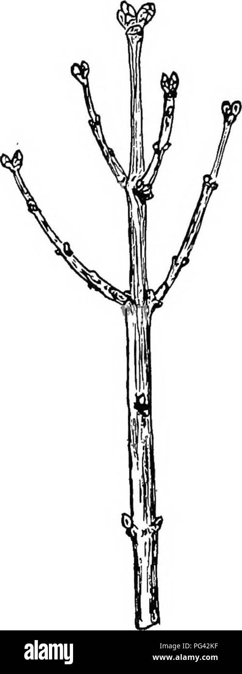 . Botany for agricultural students . Botany. REGIONS OF GROWTH 213 are