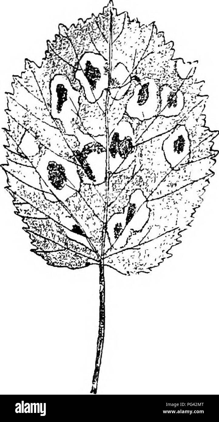 . Diseases of plants induced by cryptogamic parasites : introduction to the study of pathogenic Fungi, slime-Fungi, bacteria, &amp; Algae . Plant diseases; Parasitic plants; Fungi. 168 ASCOMYCETES. the upper surface of the leaf (Fig. 64), and the upper epidermis alone bears the asci. In the pustules, the leaf may be two to four times as thick as healthy parts. The greatly increased thickness is due for the most part to enlargement of the cells of the mesophyll, while at the same time their normal arrangement is completely lost (Figs. 65, 66). The elements of the fibro- vascular bundles are enl Stock Photo