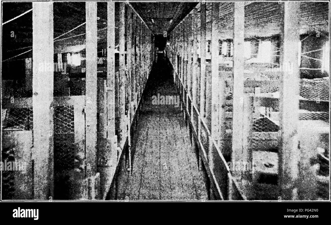 . Principles and practice of poultry culture . Poultry. F)G. 235. Interior of brooder house with wide walk and pens on one side. Fig. 236. Brooder house with narrow walk in middle and pens on both sides (Photograph from Pittsfield Farm) LONG BROODER-HOUSE INTERIORS 151. Please note that these images are extracted from scanned page images that may have been digitally enhanced for readability - coloration and appearance of these illustrations may not perfectly resemble the original work.. Robinson, John H. (John Henry), 1863-1935. Boston ; New York : Ginn and Company Stock Photo