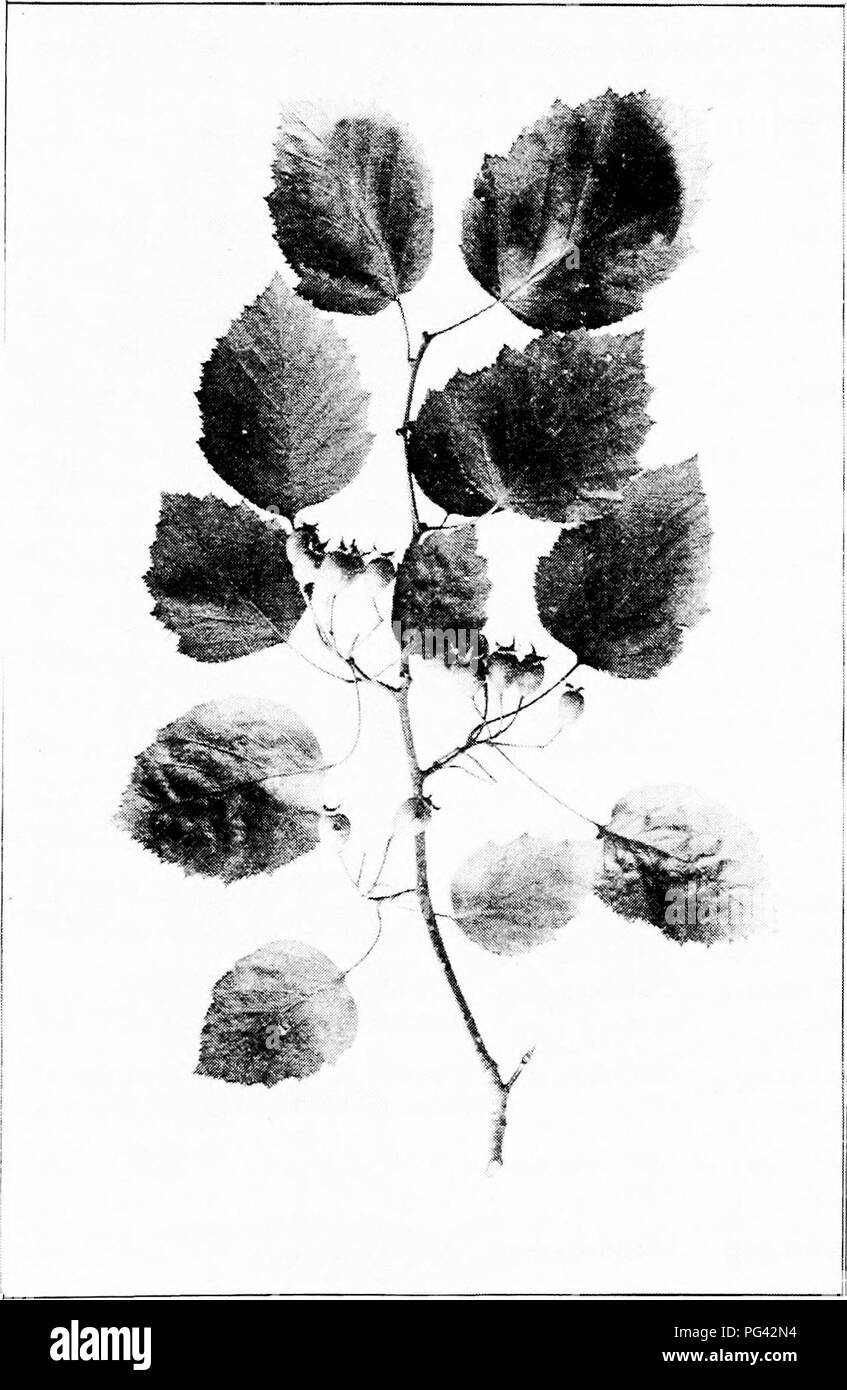 . Our native trees and how to identify them : a popular study of their habits and their peculiarities . Trees. SCARLET HAW. Fruiting Branch of Scarlet Haw Cratccgits mollis. Leaves 2' to 4' long. Haws 1' to [^' in length.. Please note that these images are extracted from scanned page images that may have been digitally enhanced for readability - coloration and appearance of these illustrations may not perfectly resemble the original work.. Keeler, Harriet L. (Harriet Louise), 1846-1921. New York : C. Scribner's Sons Stock Photo