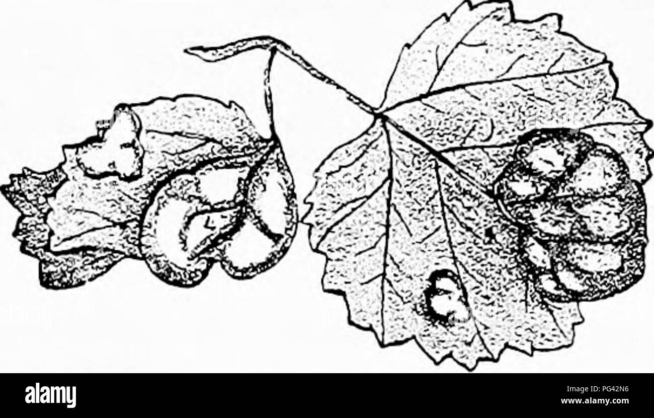 . Diseases of plants induced by cryptogamic parasites : introduction to the study of pathogenic Fungi, slime-Fungi, bacteria, &amp; Algae . Plant diseases; Parasitic plants; Fungi. Fig. 63.—JExoctscus aureus. Leaf section from the margiu of a swelling, showing normal and hypertropbied tissue. The cells of the swelling are abnormally elongated with thickened walls, and some show secondary cell-division. The bases of the asci are wedged in between the cells; one ascus is shown with conidia. (v. Tubeuf del.) Exoascus cameus Johan. occurs on leaves of Betula odorata, B. nana, and B. intermedia. Th Stock Photo