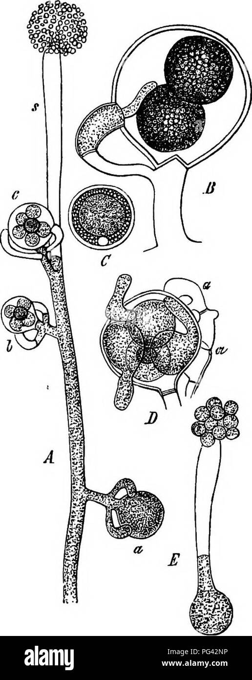 . Comparative morphology and biology of the fungi, mycetozoa and bacteria . Plant morphology; Fungi; Myxomycetes; Bacteriology. 14^ DIVISION II.—COURSE OF DEVELOPMENT OF FUNGI. are several oospheres present the tubes often grow from one to another, and even form branches which grow up to and past different oospheres, and sometimes even pierce through the wall of the oogonium and pass outside it; but they always remain closed and die in the course of 1-2 days while the oospheres are maturing. The short tubes of Aphanomyces scaber are the only ones which I have examined which never showed this l Stock Photo