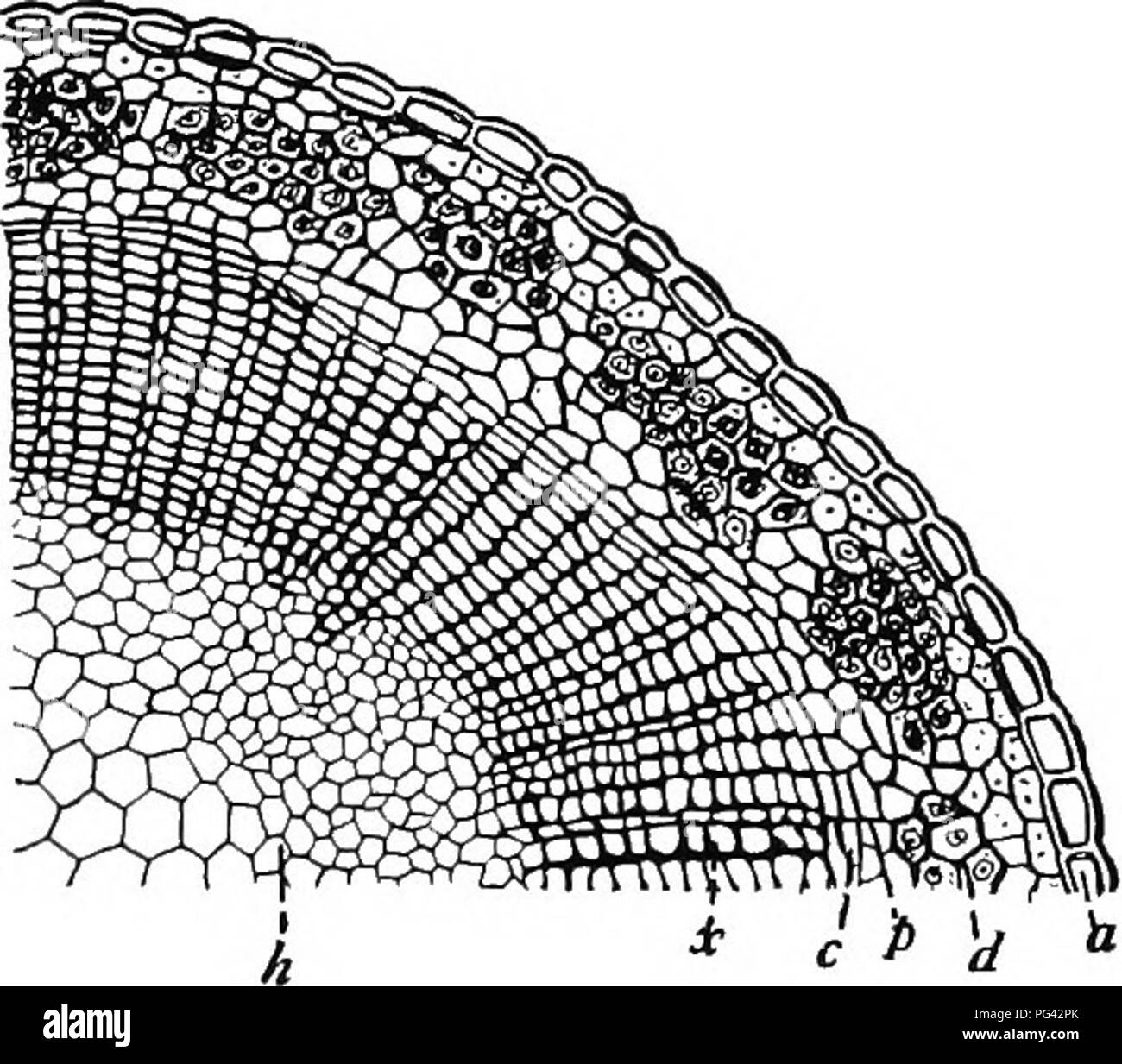 . Botany for agricultural students . Botany. 196 STEMS The vascular bundles of all Dicotyledons are very sim- ilar to those of Monocotyledons in structure and function of conductive vessels, but differ essentially in having cambium. {Fig. 174-) The conductive tissue of the xylem consists chiefly of annular, spiral, pitted, and scalariform vessels — the latter being so named because the thickened areas, separated by slit-like thin areas, are so arranged, one above another, as to resemble the rounds of a ladder. As in Monocotyledons, the xylem vessels, probably assisted by the neighboring parenc Stock Photo