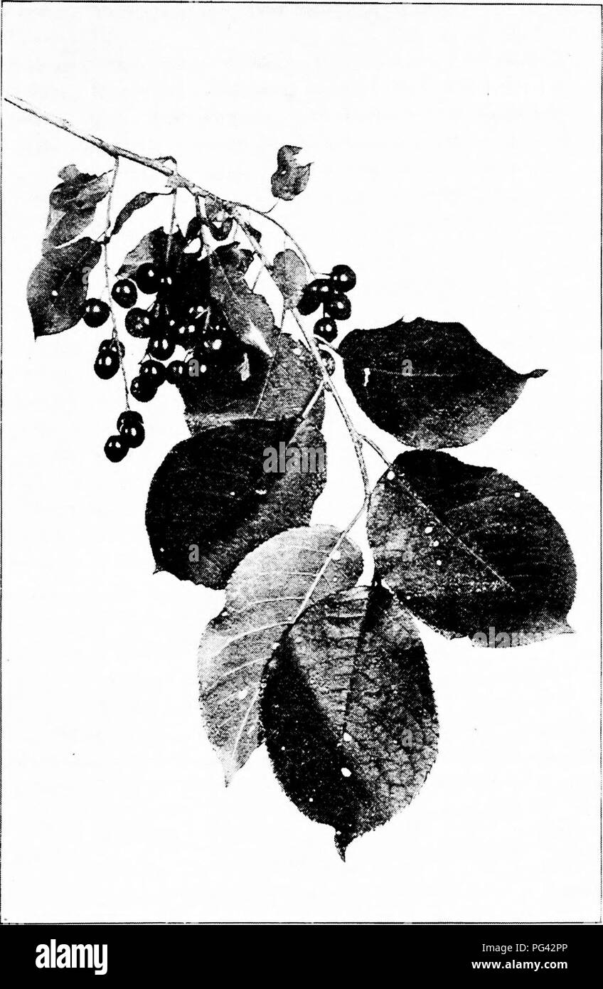 Chokecherry Tree Drawing