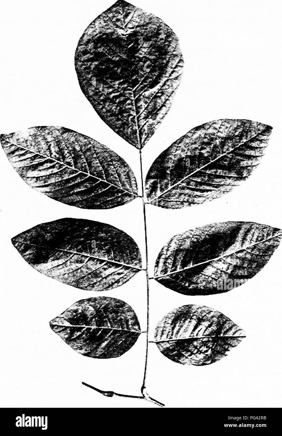 Yellowwood tree Black and White Stock Photos & Images - Alamy