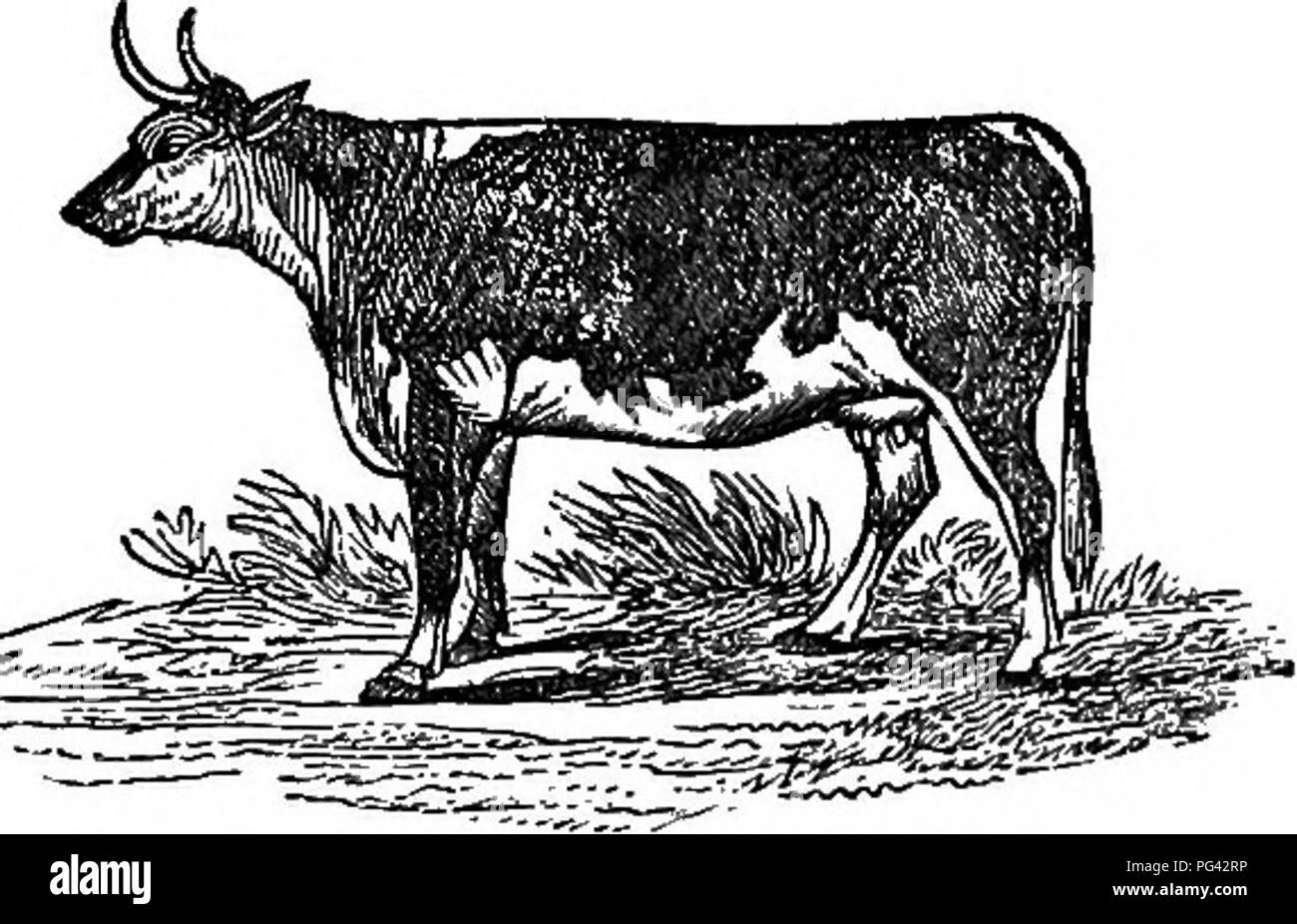 Cows head between cows High Resolution Stock Photography and Images Alamy