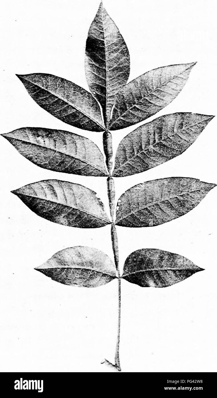 . Our native trees and how to identify them : a popular study of their habits and their peculiarities . Trees. DWARF SUMACH. Dwarf Sumach, Rhus copallina. Leaves 6^ To 12' long. Leaflets 2' to 4' long.. Please note that these images are extracted from scanned page images that may have been digitally enhanced for readability - coloration and appearance of these illustrations may not perfectly resemble the original work.. Keeler, Harriet L. (Harriet Louise), 1846-1921. New York : C. Scribner's Sons Stock Photo