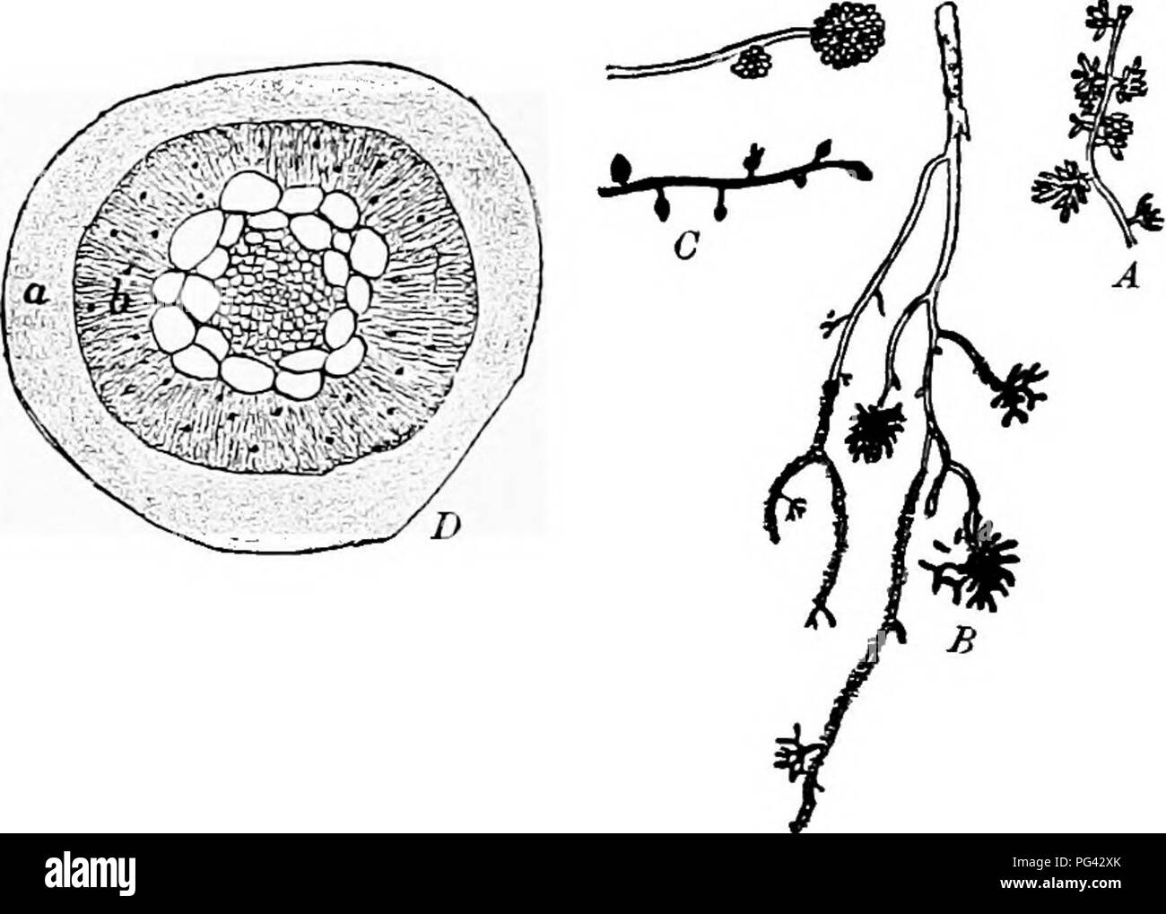 . Diseases of plants induced by cryptogamic parasites : introduction to the study of pathogenic Fungi, slime-Fungi, bacteria, &amp; Algae . Plant diseases; Parasitic plants; Fungi. 96 SYMBIOSIS. in Monotropa. The root-system of a tree has not only to secure nourishment, but also the rigidity and stability of the tree.^ This latter can only be attained by a wide distribution of roots in the firm subsoil free from humus, where normal roots with root-hairs will be formed. The nursing function of the mycorhiza seems thus to be less important than in the case of Monotropa.. Fig. IS.—Mycorhisa of Pi Stock Photo
