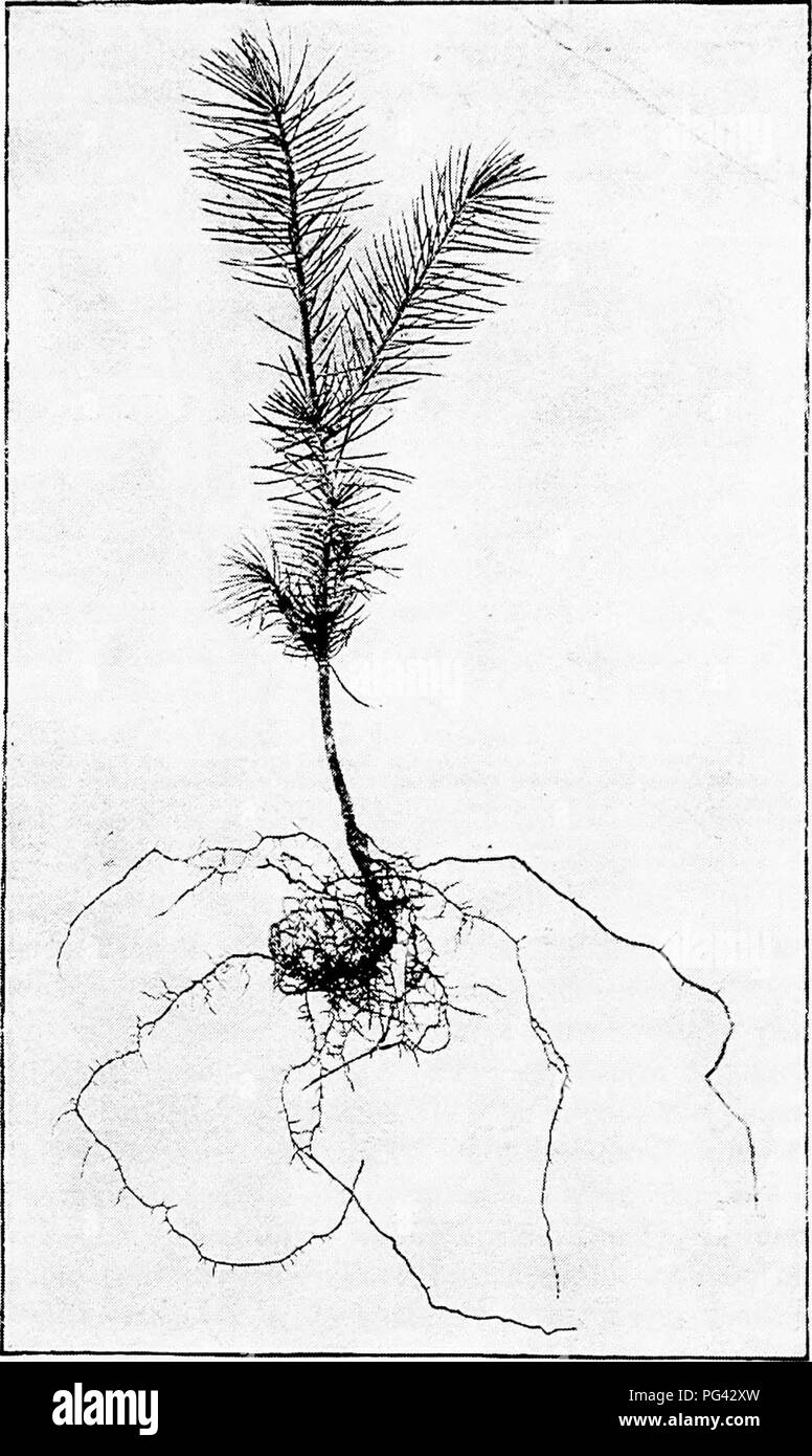 . Diseases of plants induced by cryptogamic parasites : introduction to the study of pathogenic Fungi, slime-Fungi, bacteria, &amp; Algae . Plant diseases; Parasitic plants; Fungi. ECTOTEOPHIC MYCORHIZA. 95. Fig. 17.—Spruce seedling in third year, grown in clay-loam. Typical coral-like mycorhiza are absent. The strong root to the right shows, on its newer parts and on all lateral roots, only root-hairs and no fungus. The remaining roote are not modified in any way—some are covered with loose fungal caps, others have both fungal caps and root-hairs, while others are quite free from fungi, (v. T Stock Photo