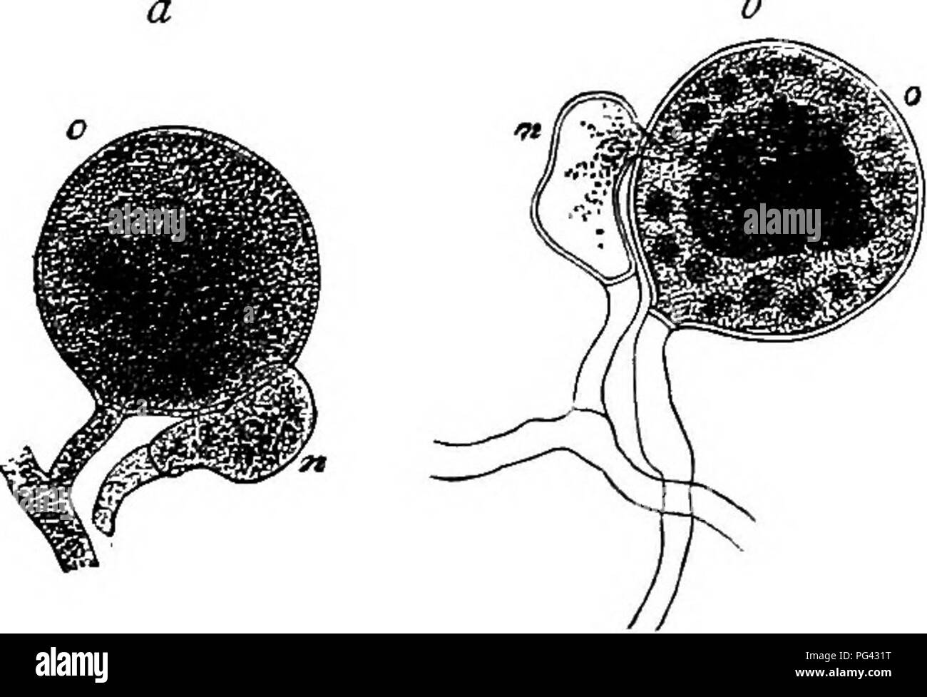 . Comparative morphology and biology of the fungi, mycetozoa and bacteria . Plant morphology; Fungi; Myxomycetes; Bacteriology. T2r. Fig. 6i. Formation of oospores and processes of fertilisation in the Peronosporeae. IVI. Pythium facile. Suc- cessive states of an oogonium. / nuiturc oogonium; to tlie right of it is an antheridial branch formed but not yet delimited? // antheridium delimited by a transverse wall. /// the oospherc has rounded itself off in the oogonium, and a thin zone of periplasm lies between the oosphere and the wall of the oogonium. IV the antheridium has put out the fertil Stock Photo