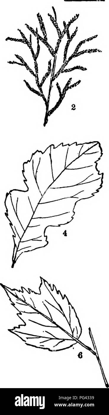 . Trees, shrubs and vines of the northeastern United States : their characteristic landscape features fully described for identification by the non-botanical reader ; together with an account of the principal foreign hardy trees, shrubs and vines cultivated in our country, and found in Central Park, New York City . Trees; Shrubs; Parks. X. Star-flowered Magnolia, i. (V4) 2. Tamarix. 4. (I/4) 3. Early-flowering Jessamine. 10. (V4J 4. Oak-leaved Hydrangea. 35. (Vg) 5. Bladder-nut. 27, (V3) 6. European Snowball. 40. (Vs) 381. Please note that these images are extracted from scanned page images th Stock Photo