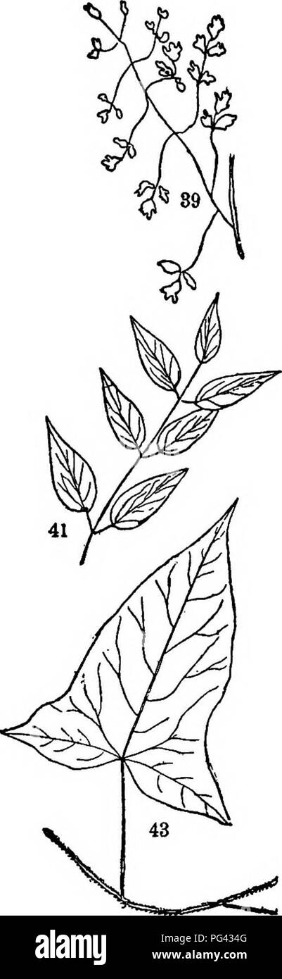 . Trees, shrubs and vines of the northeastern United States : their characteristic landscape features fully described for identification by the non-botanical reader ; together with an account of the principal foreign hardy trees, shrubs and vines cultivated in our country, and found in Central Park, New York City . Trees; Shrubs; Parks. 38. Ground-nut. 73. (Vs) 39. Climbing Fumatory. 74. 40. Clematis. 77. ('/s> 41. Leather-flower. 79, (y.) 42. Fine-finger. 80. (7s) 43. Halberd-leaved Tearthumb. 84 (%) 337. Please note that these images are extracted from scanned page images that may have be Stock Photo