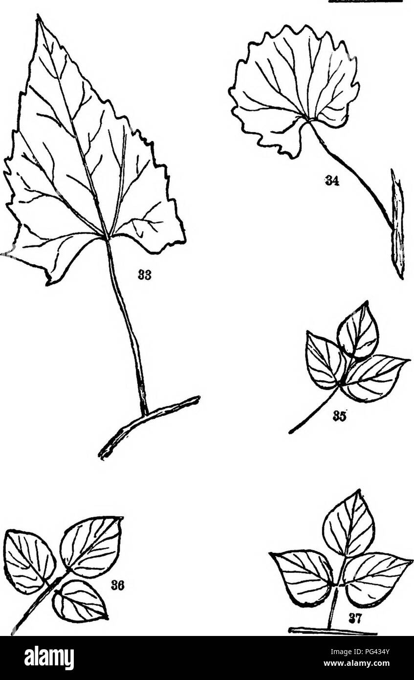 . Trees, shrubs and vines of the northeastern United States : their characteristic landscape features fully described for identification by the non-botanical reader ; together with an account of the principal foreign hardy trees, shrubs and vines cultivated in our country, and found in Central Park, New York City . Trees; Shrubs; Parks. PLATE VI. 33. Climbing Hempweed. 59. (At. size.) 34, GilL 60. (Av. size.) 35. Wild Bean. 6a. (V4) 36. Bush Trefoil. 67. (Vs> 37. Hog Peanut. 70. (ViJ 333. Please note that these images are extracted from scanned page images that may have been digitally enhan Stock Photo