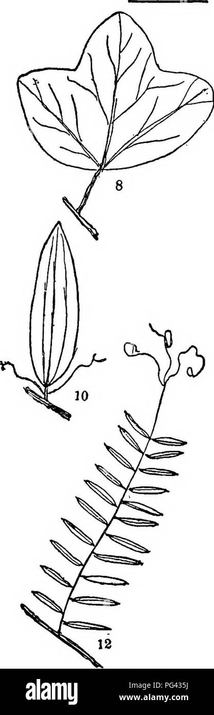 . Trees, shrubs and vines of the northeastern United States : their characteristic landscape features fully described for identification by the non-botanical reader ; together with an account of the principal foreign hardy trees, shrubs and vines cultivated in our country, and found in Central Park, New York City . Trees; Shrubs; Parks. 7. Wild Balsam Apple. 11. (VO 8. Yellow Passion Flower. 12. (2/3) 9. Carrion Flower. 13, (V2) 10. Laurel-leaved Smilax. is. (8/5) 11. Trailing Arbutus. 18, (Va) 12. Vetch Type. 16. (1/3) 313. Please note that these images are extracted from scanned page images Stock Photo