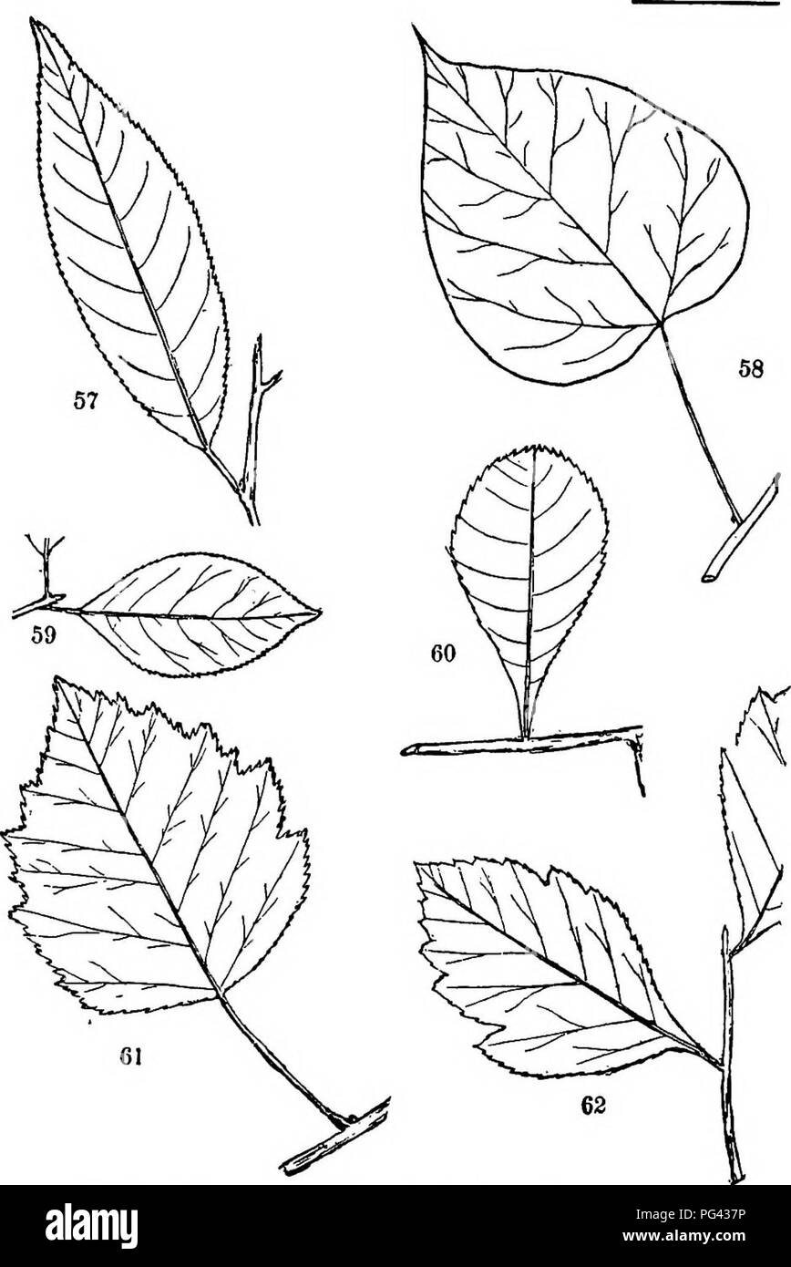 . Trees, shrubs and vines of the northeastern United States : their characteristic landscape features fully described for identification by the non-botanical reader ; together with an account of the principal foreign hardy trees, shrubs and vines cultivated in our country, and found in Central Park, New York City . Trees; Shrubs; Parks. PLATE IX. 57. WUd Black Chcny. 39. (Vs) 58. Catalpa. 94. (Vi) 59. Black Haw. 96. (%) 60. Cockspur Thom. 13s, (V-) 61. White Thorn. 136. (%) 6z. Black Thorn. 137. (i/j) 219. Please note that these images are extracted from scanned page images that may have been Stock Photo