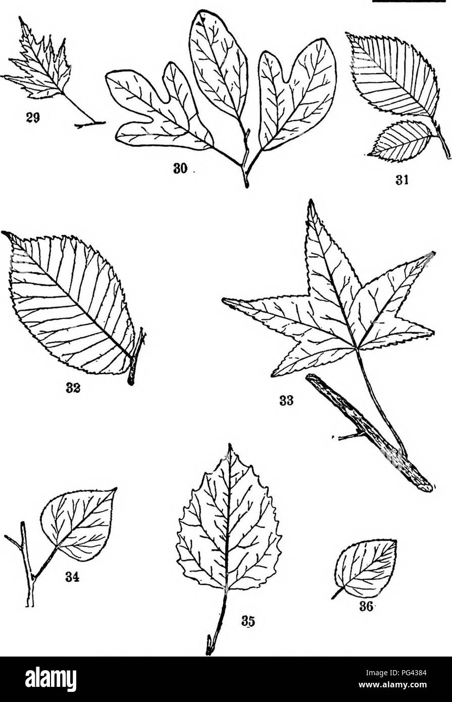 . Trees, shrubs and vines of the northeastern United States : their characteristic landscape features fully described for identification by the non-botanical reader ; together with an account of the principal foreign hardy trees, shrubs and vines cultivated in our country, and found in Central Park, New York City . Trees; Shrubs; Parks. PLATE V. 39. Cut-leaved Birch. 90. (V3) 30. Sassafras. I3. (Ve) 31. American Elm. 30. O/3) 32. Slippery Elm. 37- (V*) 33. Sweet Gum. 87. (Vb) 34. Common Aspen. 24. ('/^) 35. Large-toothed Aspen. 35. (Vs) 36. Downy-leaved Poplar. a6. (Vg) 203. Please note that t Stock Photo