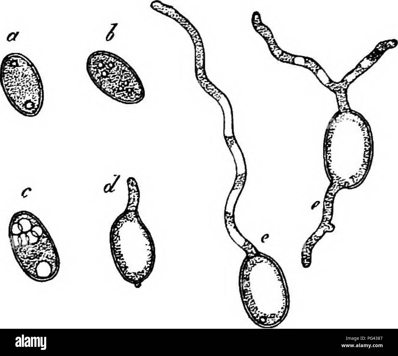 . Comparative morphology and biology of the fungi, mycetozoa and bacteria . Plant morphology; Fungi; Myxomycetes; Bacteriology. CHAPTER III.—SPORES OF FUNGI.—GERMINATION. &quot;3 becomes invested with a very delicate membrane of its own and appears as a small vesicle which elongates in the outward direction as the germ-tube and grows through the episporium. In the thick-walled spores of Pertusaria the tubes often ramify inside the episporium and the ramifications spread in it parallel with the surface of the spore. The canals in the membrane are, as far as can be ascertained, new formations at Stock Photo