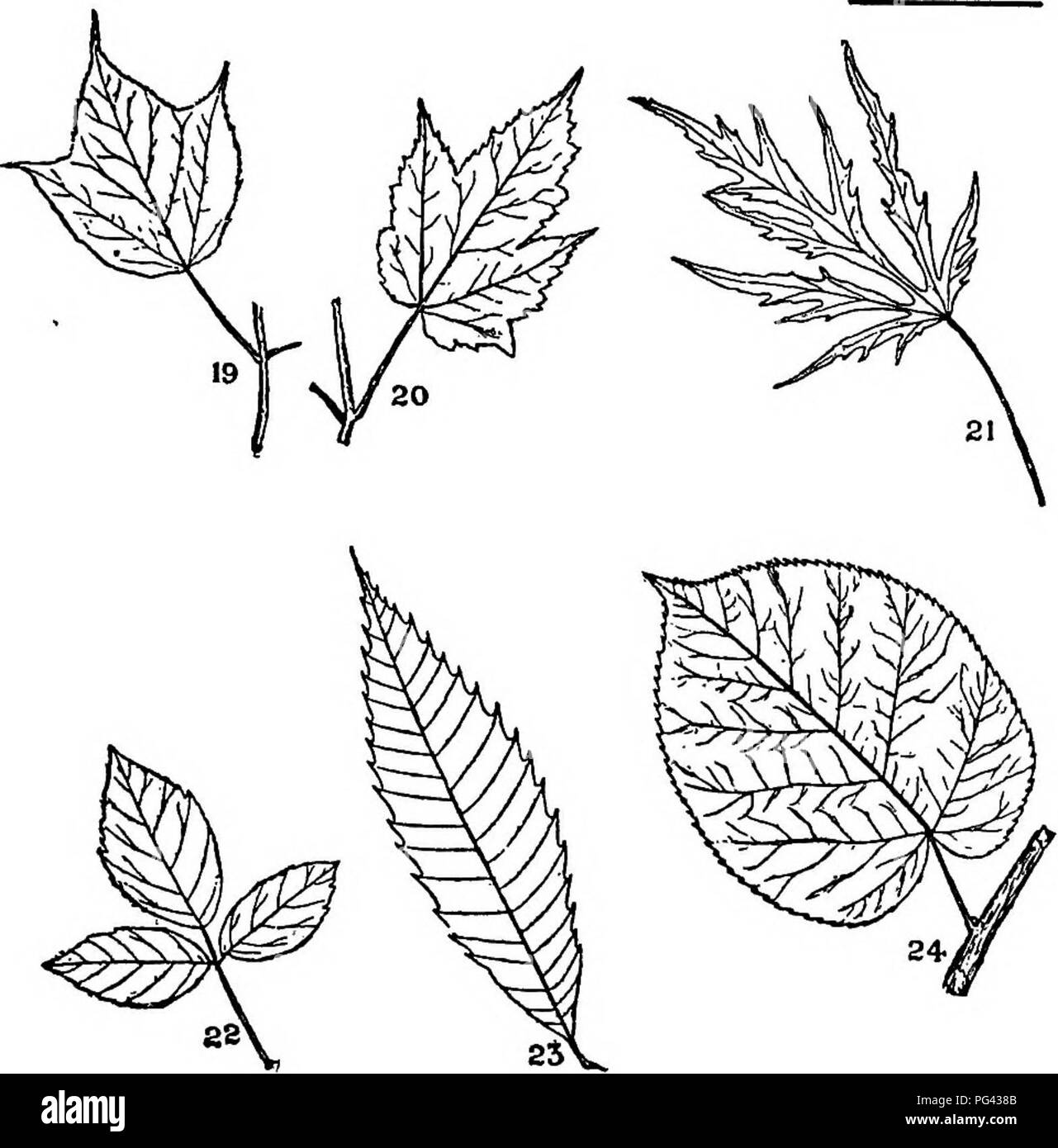 . Trees, shrubs and vines of the northeastern United States : their characteristic landscape features fully described for identification by the non-botanical reader ; together with an account of the principal foreign hardy trees, shrubs and vines cultivated in our country, and found in Central Park, New York City . Trees; Shrubs; Parks. PLATE IV. Please note that these images are extracted from scanned page images that may have been digitally enhanced for readability - coloration and appearance of these illustrations may not perfectly resemble the original work.. Parkhurst, Howard Elmore, 1848 Stock Photo