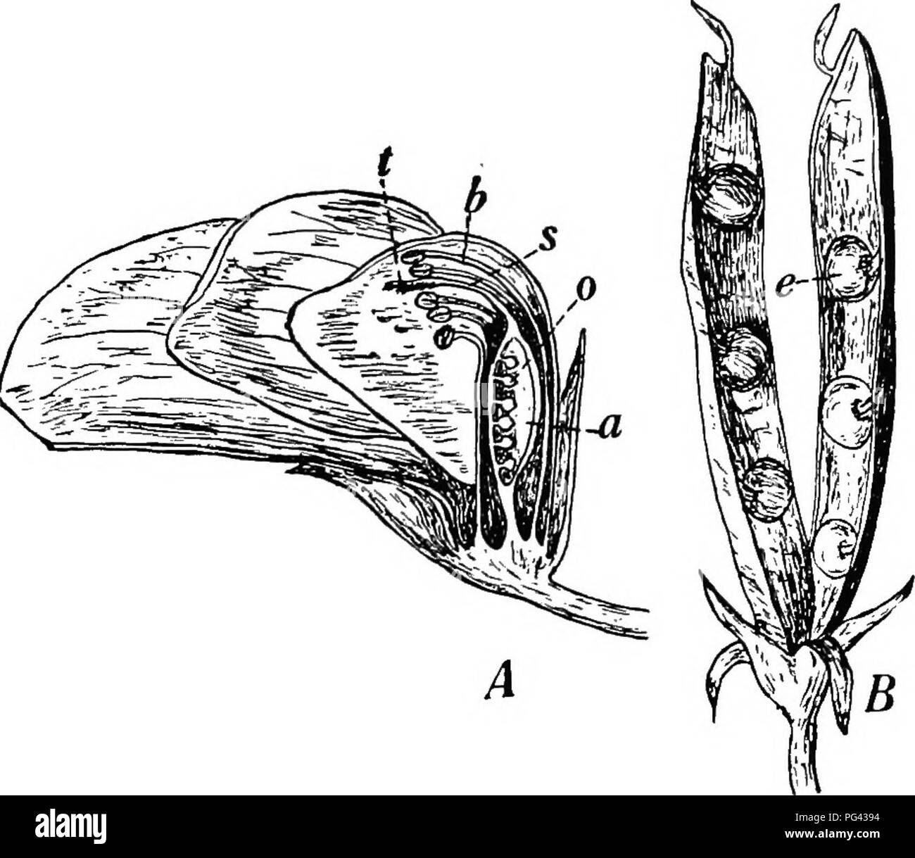 . Botany for agricultural students . Botany. OVARY 35. Fig. 39. — Flower and pod of the Garden Pea. A, section through the flower to show ovules, a, ovary; o, ovules; 6, stamens; t, stigma; s, style. B, the matured ovary, called pod, opened to show the matured ovules or seeds (e). Flower enlarged but pod less than natural size.. Please note that these images are extracted from scanned page images that may have been digitally enhanced for readability - coloration and appearance of these illustrations may not perfectly resemble the original work.. Martin, John N. (John Nathan), b. 1875. New York Stock Photo