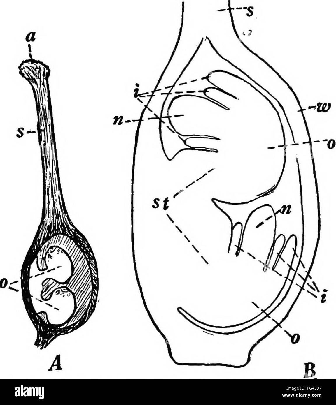 . Botany for agricultural students . Botany. Fig. 39. — Flower and pod of the Garden Pea. A, section through the flower to show ovules, a, ovary; o, ovules; 6, stamens; t, stigma; s, style. B, the matured ovary, called pod, opened to show the matured ovules or seeds (e). Flower enlarged but pod less than natural size.. Fig. 40. — A, pistil of Red Clover with one side of ovary cut away so that the ovules (o) may be seen, o, stigma; s, style. B, lengthwise section through the ovary and ovules of Red Clover and very much enlarged to show the parts of the young ovules, w, ovary wall; o, ovules; s, Stock Photo