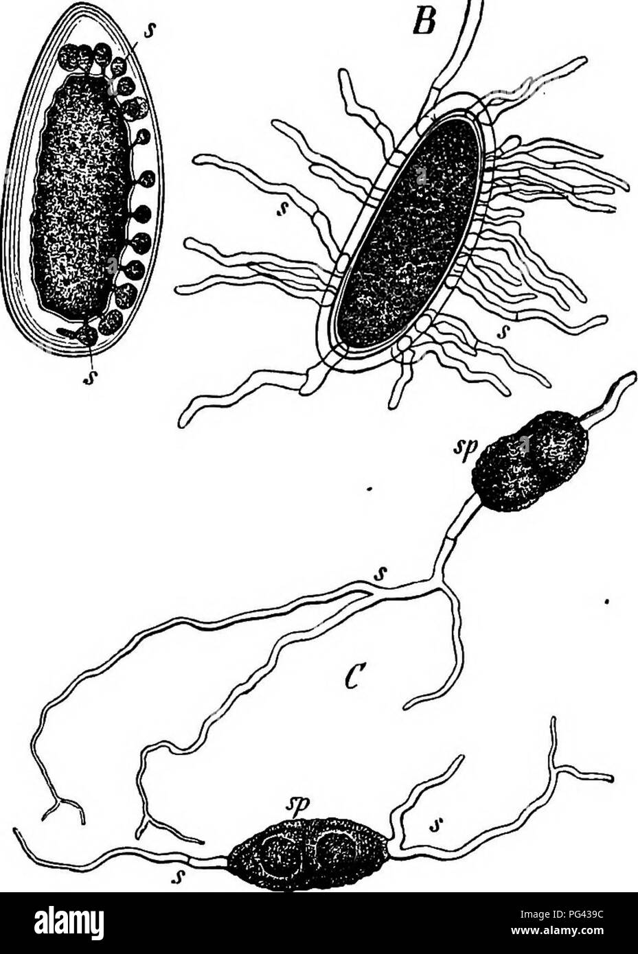 . Comparative morphology and biology of the fungi, mycetozoa and bacteria . Plant morphology; Fungi; Myxomycetes; Bacteriology. 114 DIVISION I.—GENERAL MORPHOLOGY. In compound spores each merispore germinates in the same way as a simple spore or has the power of doing so (see Fig. 59 C). It is not uncommon to see a germ-tube proceeding from almost every merispore, even where they are many in number, as in Pleospora herbarum and Cucurbitaria Labumi. Sometimes certain merispores only germinate as a rule, and if the cells are arranged in a simple row his is usually the case with one or both the t Stock Photo