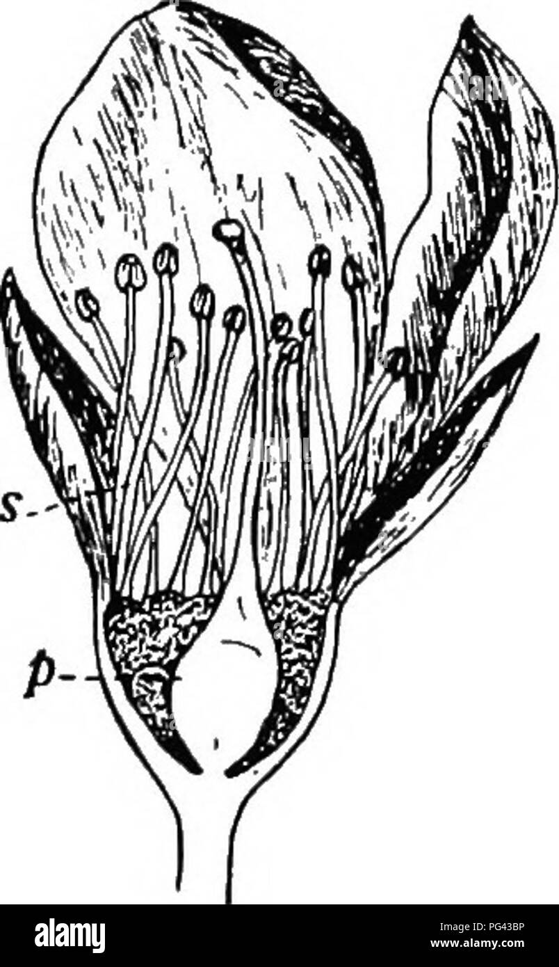 . Botany for agricultural students . Botany. UNISEXUAL FLOWERS 13. Fig. 7. — Section through a flower of the Peach. There is but Flowers having the four sets of organs, as shown in Figure 2, are called complete flowers to distinguish them from incomplete flowers, that is, flowers in which some of the organs are lacking. The organs are gener- ally arranged in a circular fashion around the receptacle, and are characterized as be- ing in cycles or whorls. In some flowers a part or all of the perianth is lacking. In the Buckwheat, as shown in Figure 3, only one whorl surrounds the stamens and pist Stock Photo