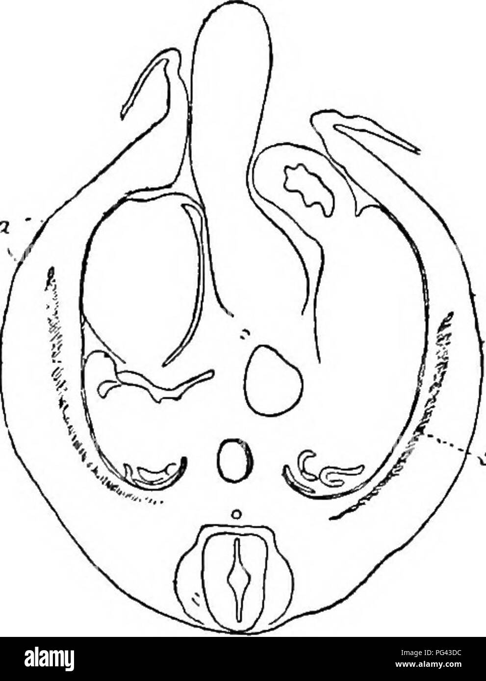 . The mammary apparatus of the mammalia : in the light of ontogenesis and phylogenesis . Mammals; Mammary glands. DEVELOPMENT IN MAESUPIALIA 57 perhaps six days old. Upon examining the sections of the region of the trunk, which probably contained the primordia of the mam- mary apparatus, I at once saw that here exactly the same primary-primordia were present as. Fig. 19b.—Transverse Section of Six-Days-Old Embryo of &quot;Didelphys maksupialis.&quot; ma, Primary-primordia of mammary apparatus; sm, primordium o( trunk musculature. exist in Echidna—viz., little circumscribed areas of the abdomin Stock Photo