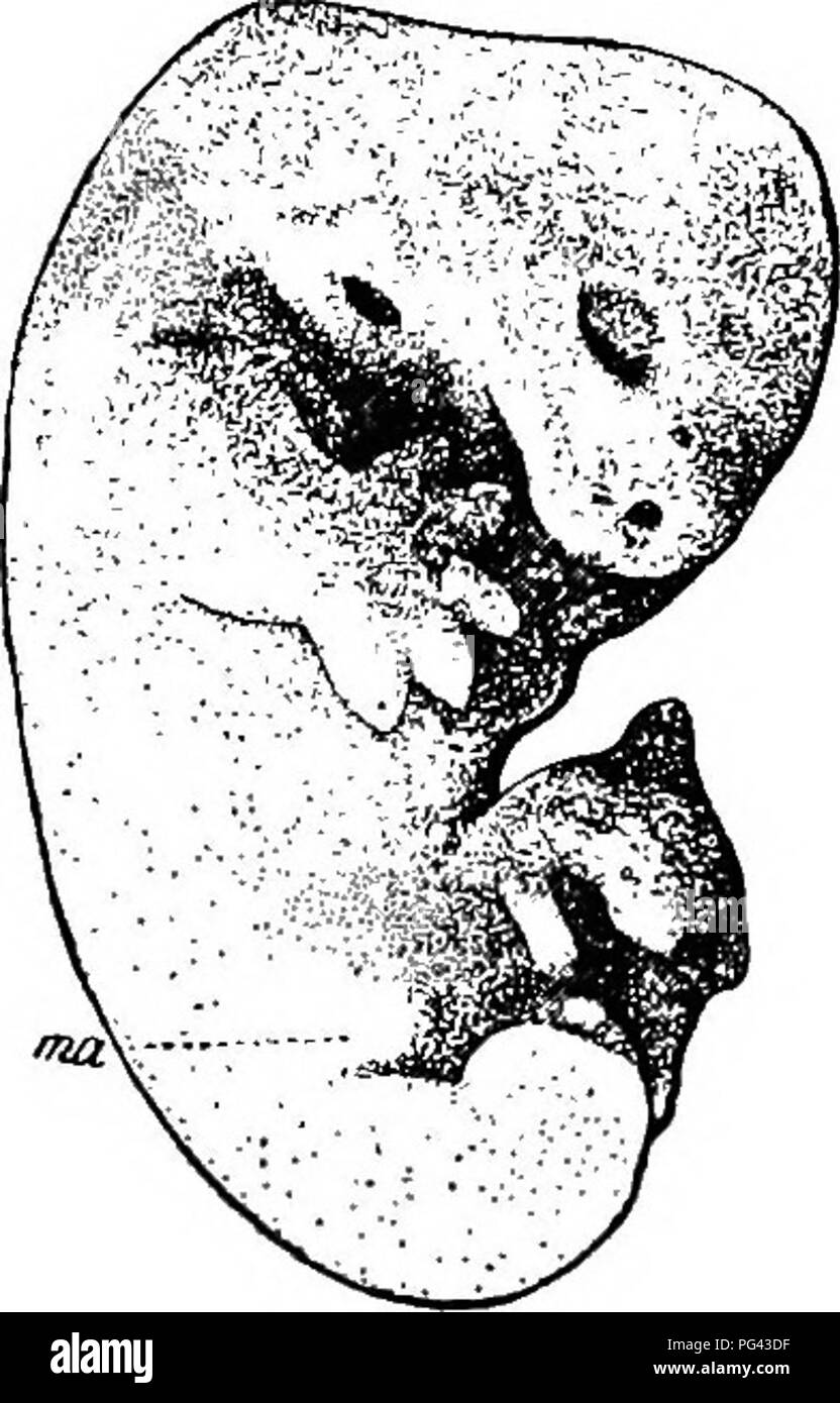 . The mammary apparatus of the mammalia : in the light of ontogenesis and phylogenesis . Mammals; Mammary glands. 56 MAMMARY APPARATUS OF THE MAMMALIA possibility of filling up these gaps to the kindness of Professor Hill, and if I have succeeded in completing my work, the results will be in great measure due to him. When I came to London to study Professor Hill's preparations in University College, I had. Fig. 19a.—Six-Days-Olb Embryo of &quot;Didelphys MAKSupiALis.&quot; (After Hill.) iTia, Primary-primordium. definite hopes of being able to discover the first primordia of the mammar}' appar Stock Photo