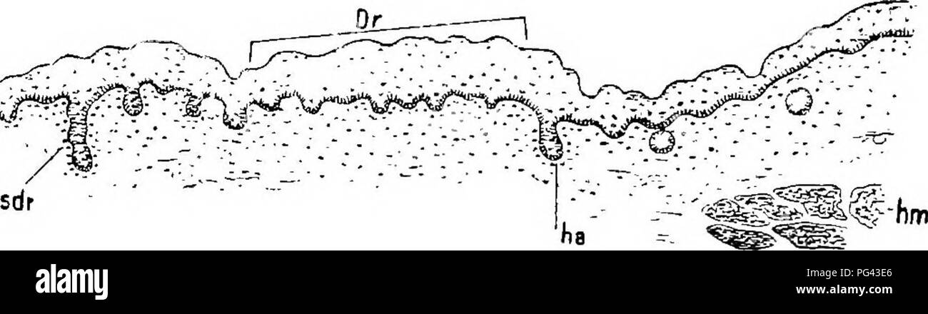 . The mammary apparatus of the mammalia : in the light of ontogenesis and phylogenesis . Mammals; Mammary glands. 28 MAMMARY APPARATUS OF THE MAMMALIA these hair primordia, which are crowded to- gether and are sometimes concentrically arranged, is over 100 for each primary- primordium, so that they are henceforward characterized by an unusual wealth of hairs, in contradistinction to their former baldness. The significance of these formations comes out more distinctly still in the following stages, ^i^. Fig. 12a.—Echidna : Transverse Section through THE Incubatorial Area OF Semon's Embryo, Stag Stock Photo